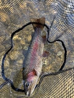 Greys Fin Euro Nymph Fly Reel and Fishing Rod Combo customer photo 1