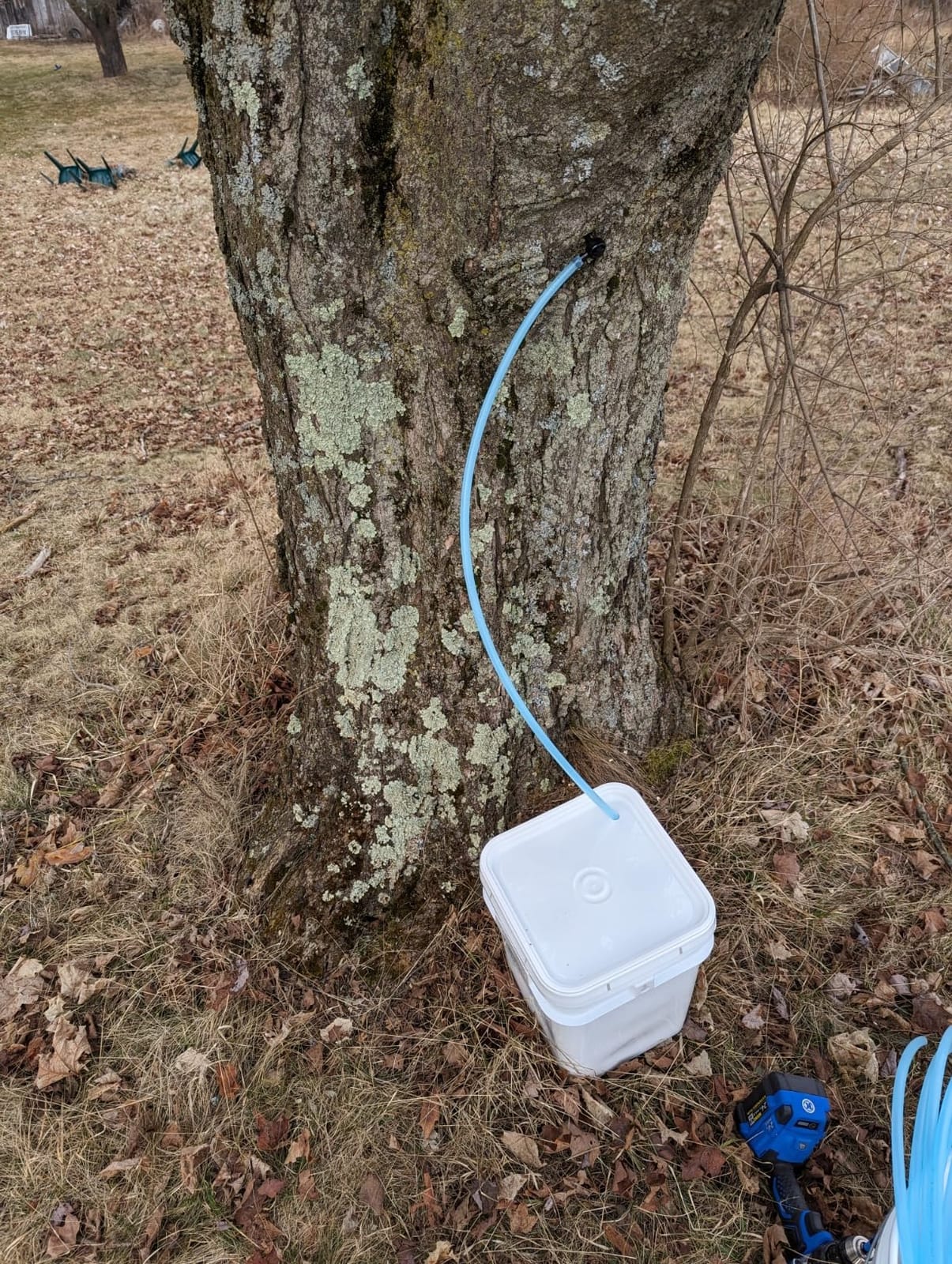 Sap Happy Ultimate Maple Syrup Tapping Kit - 10 Taps for Maple Trees customer photo 1