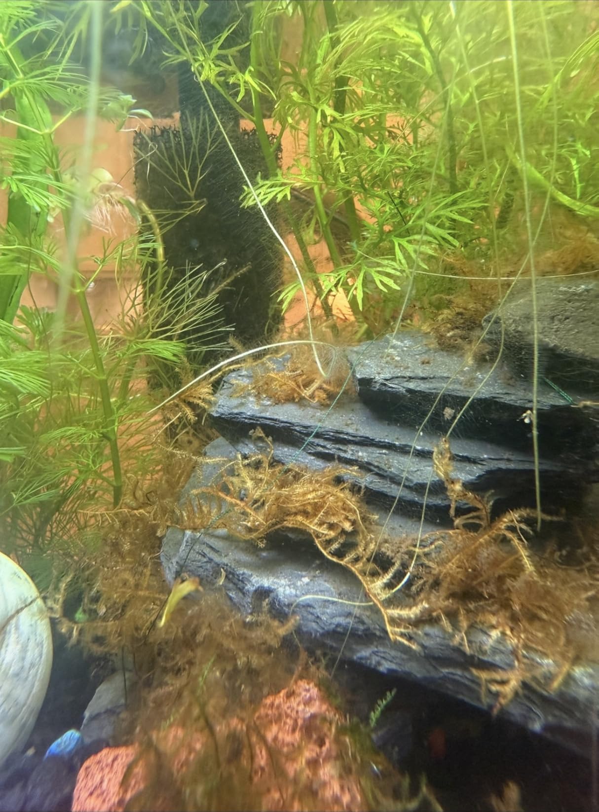 Natural Slate Stone Rocks, Mix of Stones 2 to 3 inches and 1 piece About 8 inches - for Aquariums and Terrariums, Aquascaping (3 Pounds) customer photo 1