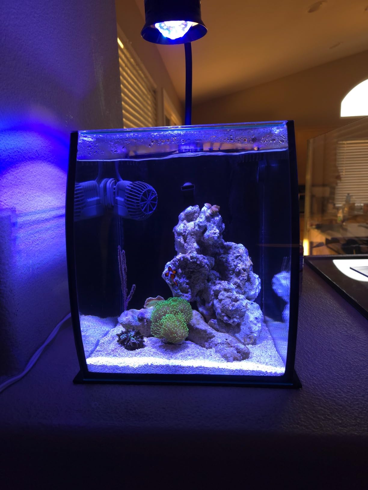 Aquatop Vertical Bowfront Glass Aquarium, 5-Gallon – All-in-One Tank with Filter and LED Light, High Clarity Glass for Freshwater & Saltwater customer photo 1