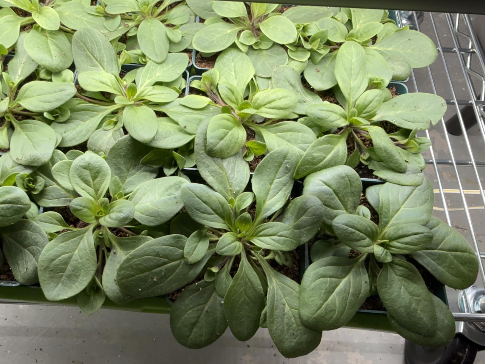 Barrina Plant Grow Lights, 4FT 5000K Full Spectrum Daylight White, 6 Packs customer photo 1
