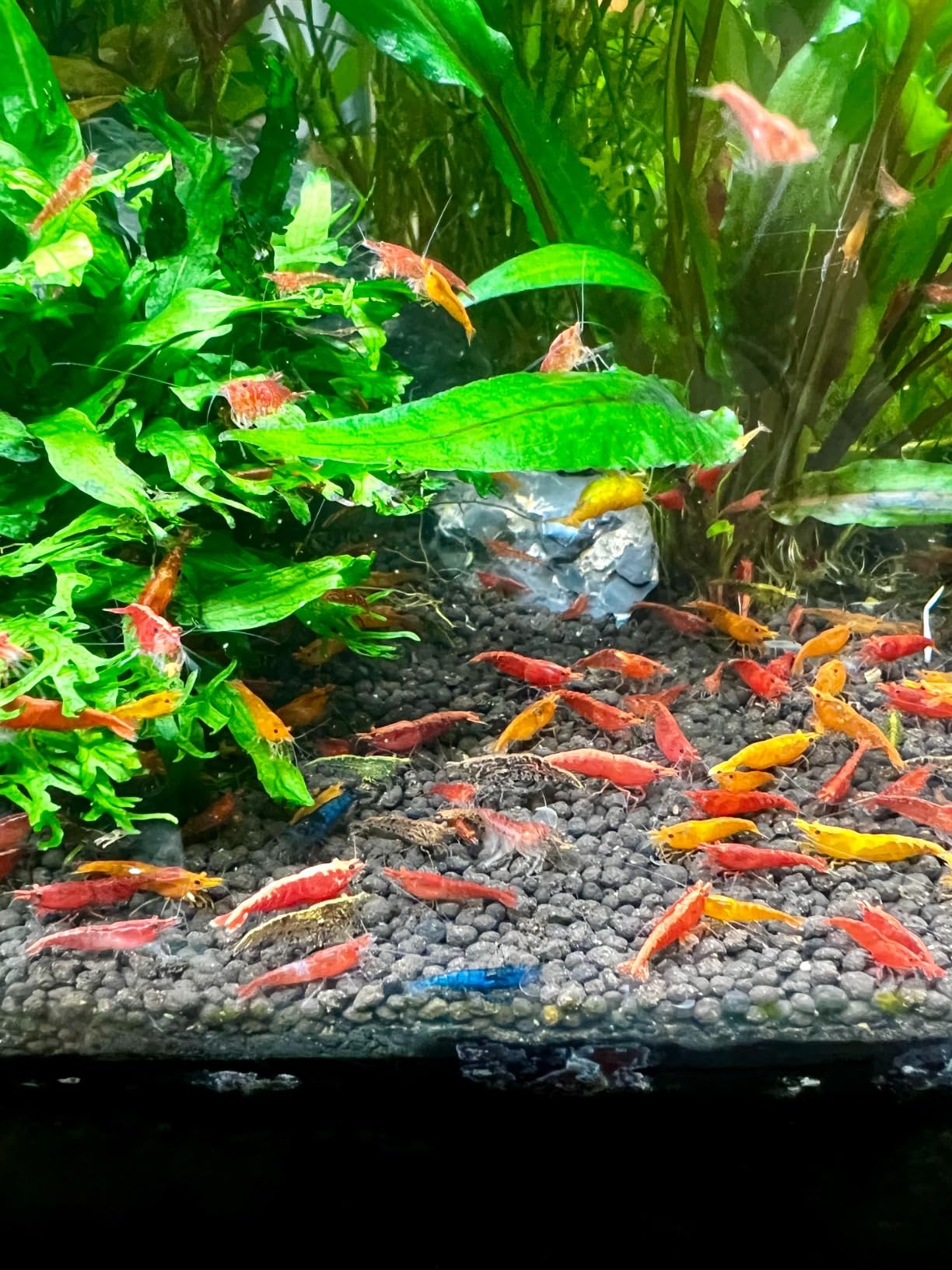 2HR Aquarist APT Sky GH Booster + Shrimp Mineral (150g) customer photo 1