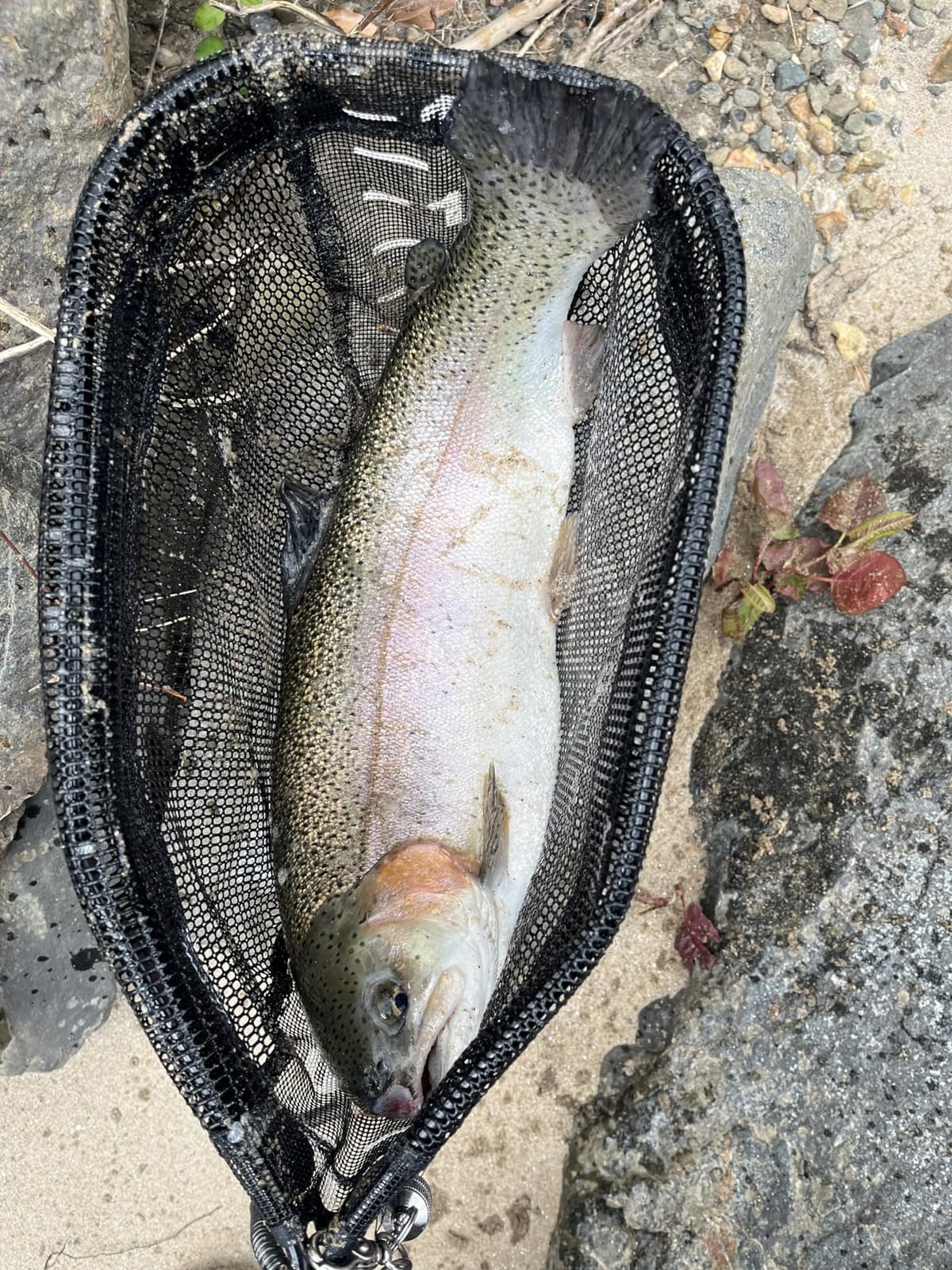 OKUMATrout Rod customer photo 1
