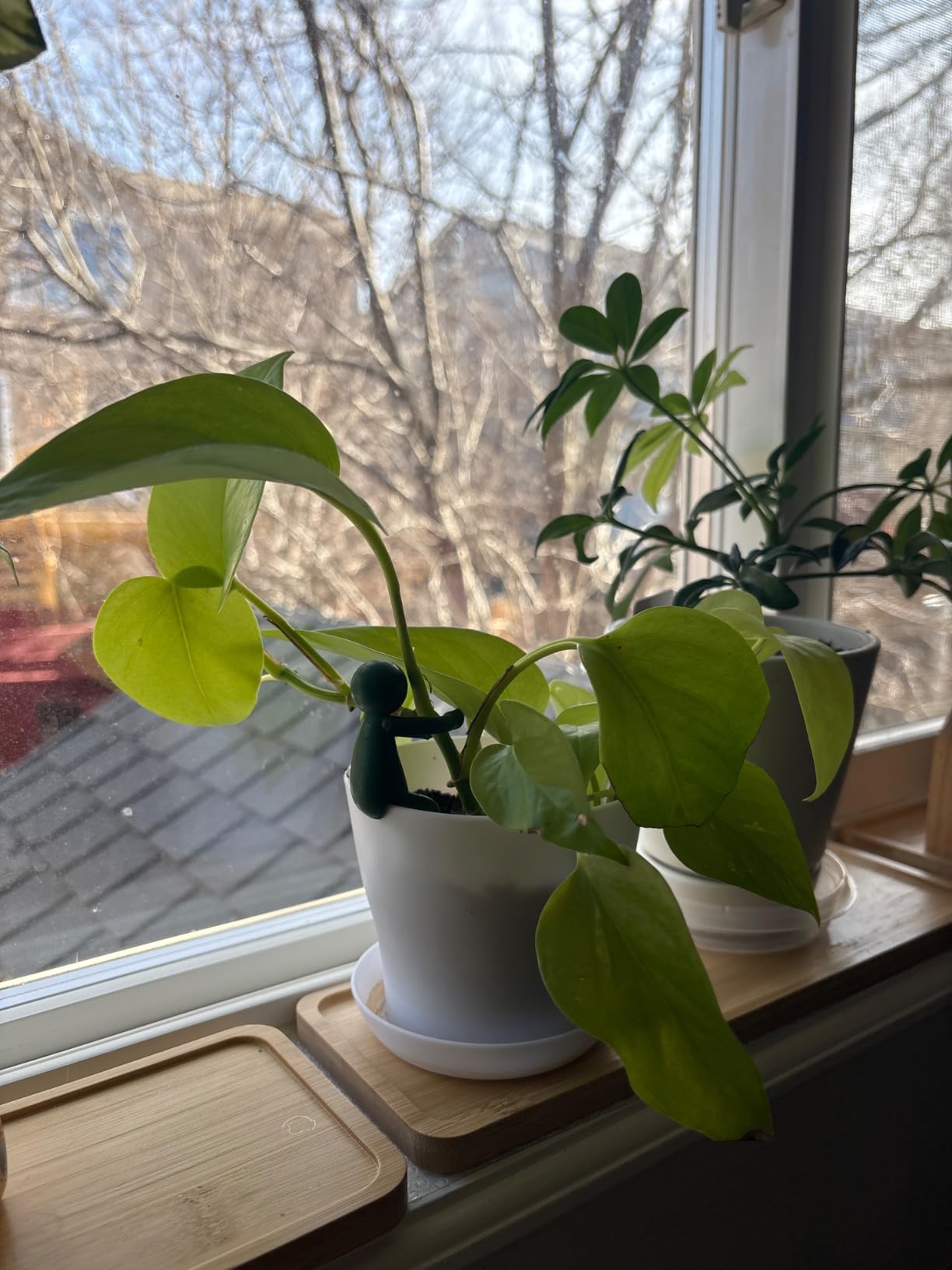 Leafriend: Plant Propagation Buddy; Plant Support for Sprouts, Stems, Shoots, and Cuttings; 3 Cute Plant Supports for a Plant Propagation Station or an Indoor Garden; Plant Lover Gifts by Peleg Design customer photo 1