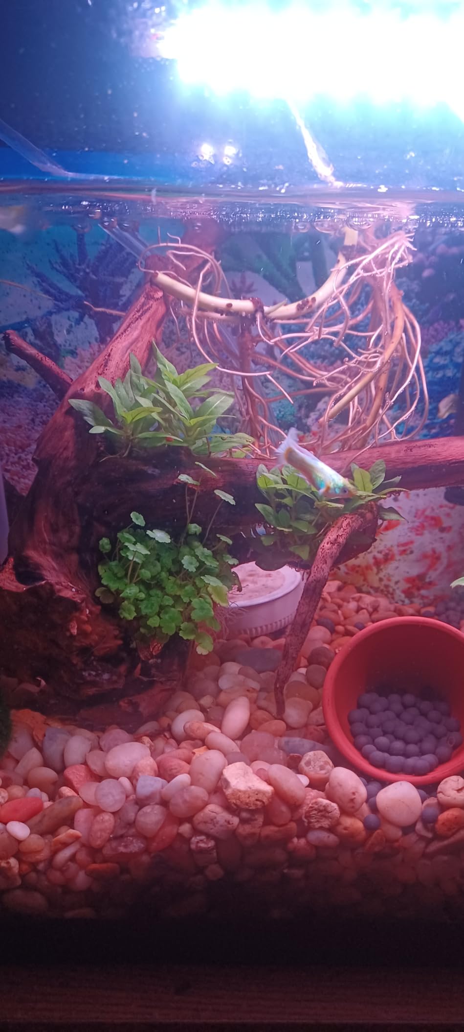 Tissue Culture Live Aquarium Plants | in Vitro Freshwater Aquatic Plants for Small Aquariums and Foreground (Staurogyne Repens) customer photo 2