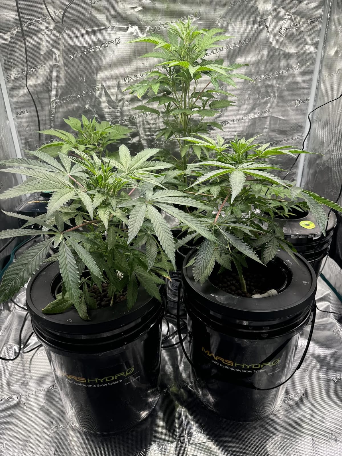 Mars Hydro DWC Hydroponics Grow System 5 Gallon Deep Water Culture with 8W Air Pump, Multi-Purpose Air Hose, Air Stone, 2 Buckets and Top Drip Kit customer photo 1
