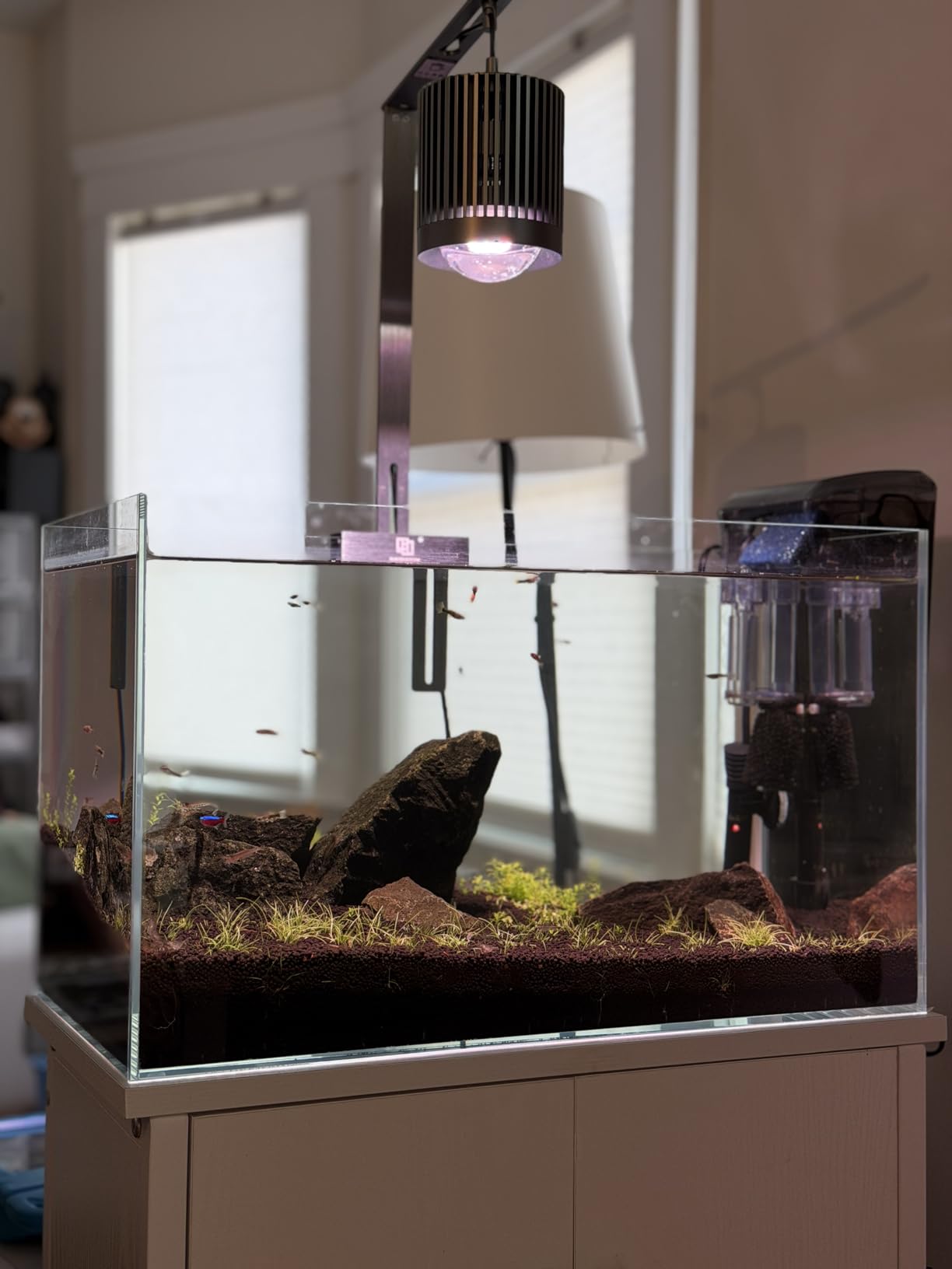 LAQUAL 6.5 Gallon Ultra Clear Glass Fish Tank, Rimless Low Iron Aquarium for Betta/Nano/Goldfish/Snail/Shrimp, Fish Tank & Cover Set & Feeding Ring & Cleaning Tools customer photo 1