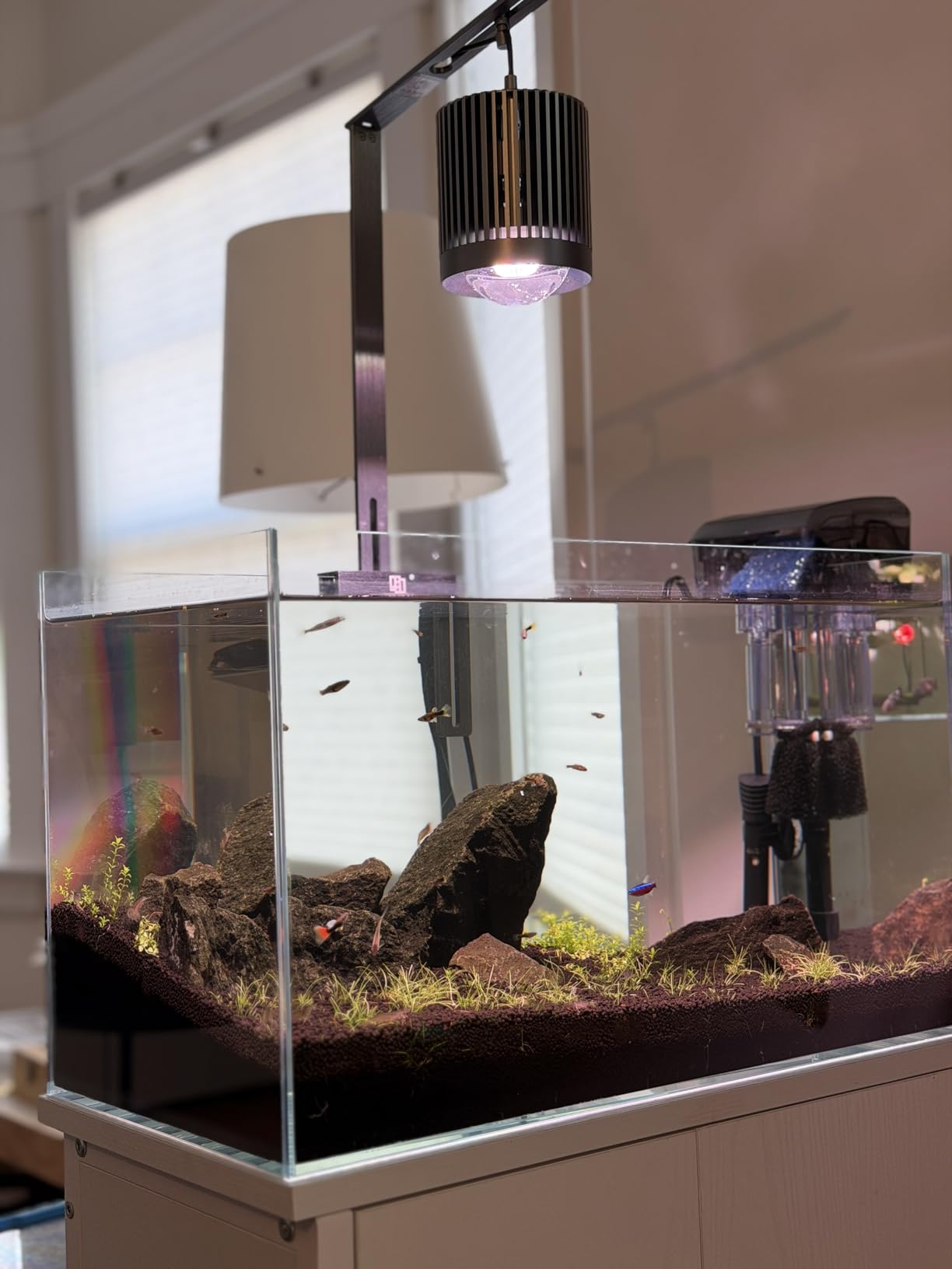 LAQUAL 10 Gallon Ultra Clear Glass Fish Tank, Rimless Low Iron Aquarium for Betta/Nano/Goldfish/Snail/Shrimp, Big Fish Tank & Cover Set & Feeding Ring & Cleaning Tools customer photo 1