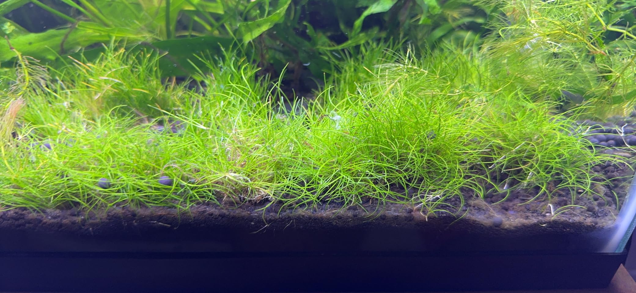 Marcus Fish Tanks - Dwarf Hairgrass Live Aquarium Plant Tissue Culture Freshwater Aquatic Plants customer photo 1