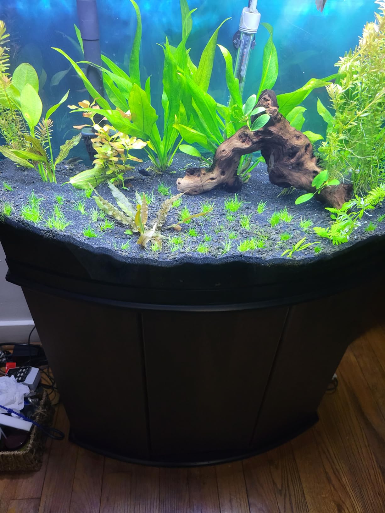 Marcus Fish Tanks - Dwarf Hairgrass Live Aquarium Plant Tissue Culture Freshwater Aquatic Plants customer photo 2