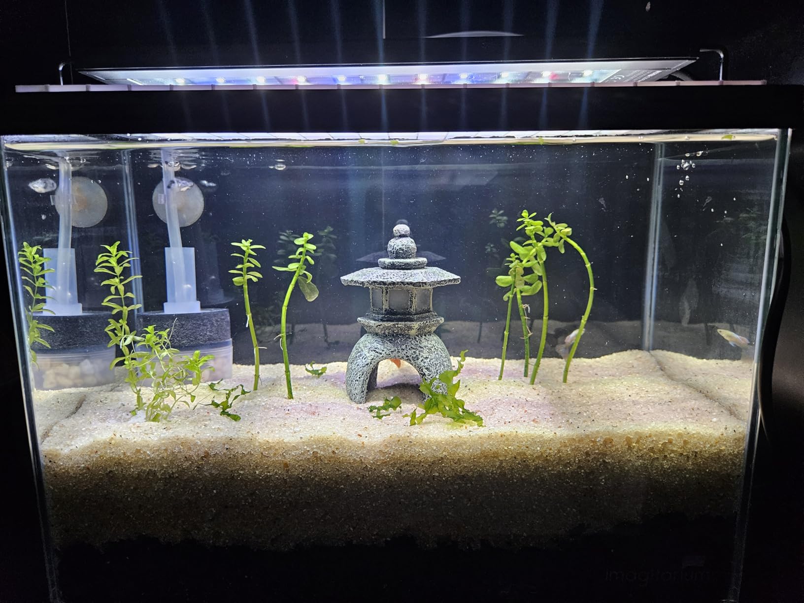 NICREW C10 Plant Aquarium Light, 18-24 in, 13W, Full Spectrum with Timer customer photo 2