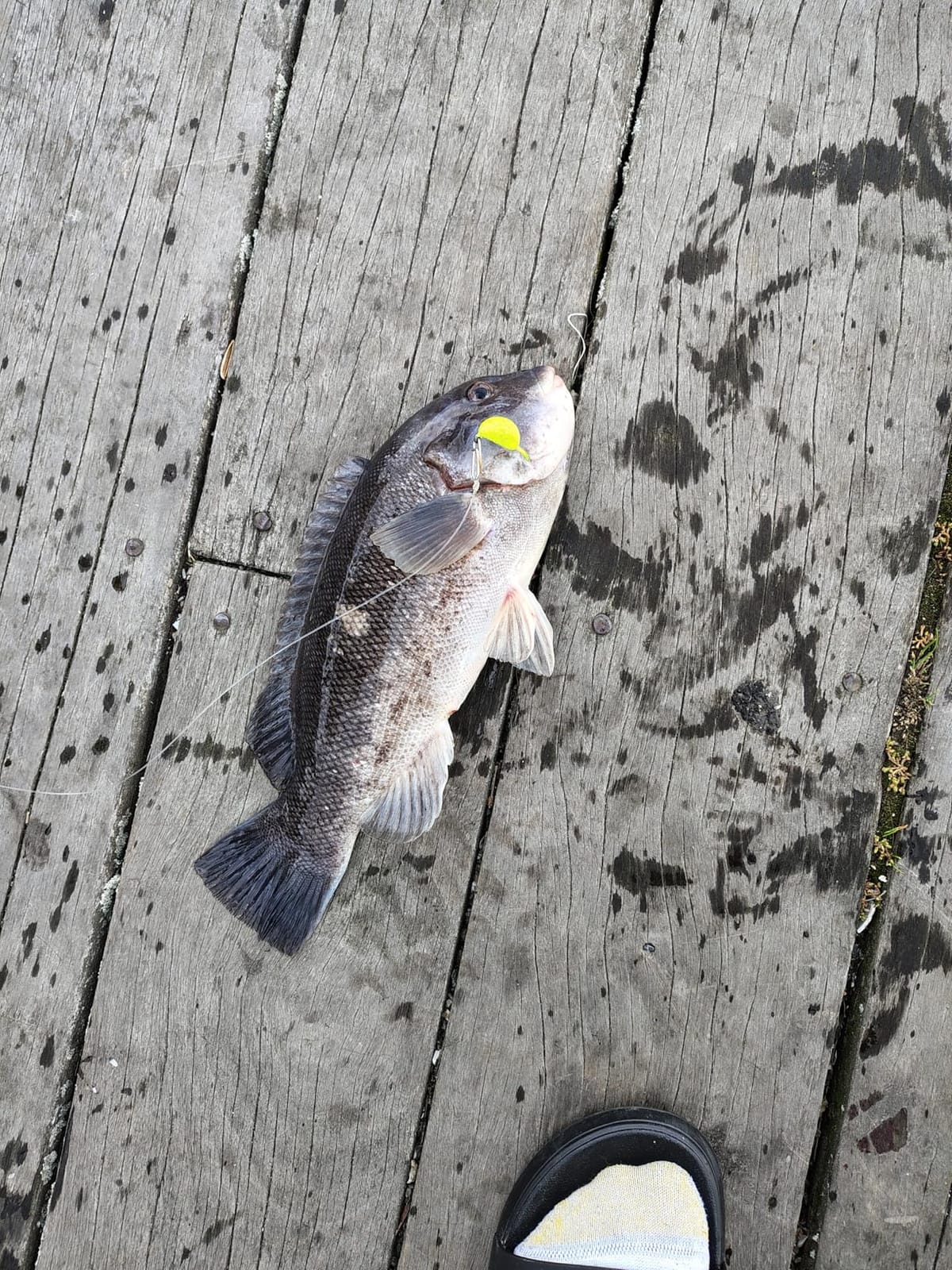 Sheepshead Jig, 2~5 Pack, Standup Style Jig, Saltwater Fishing Jig, Powder Coat Finish Made in The USA with 2X Hook, 1/2oz, 3/4oz, 1oz Sizes customer photo 1
