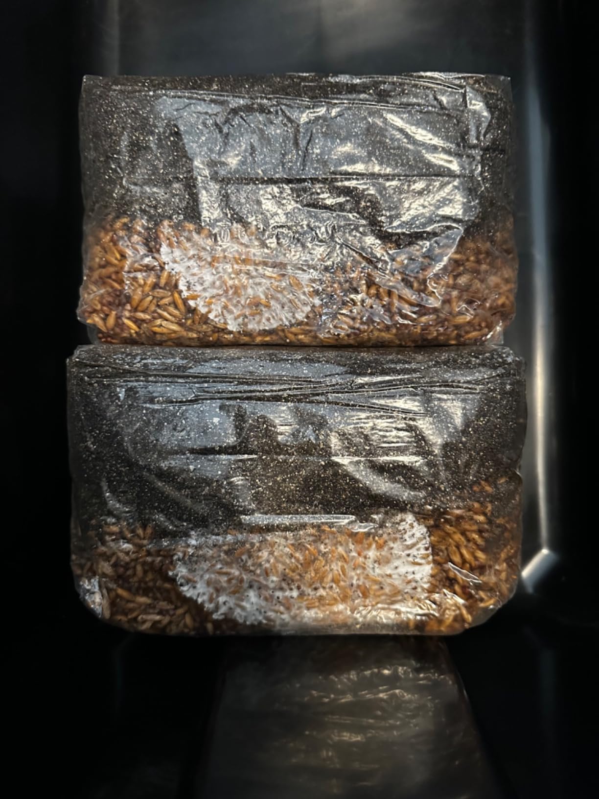 | The Magical 5lb All-in-One Mushroom Grow Bag | Mushroom Grow Kit | Harvest Your own Happiness | Discover the Magic of Growing Mushrooms - 5lb Grow Bag Mushroom Starter Kit customer photo 1