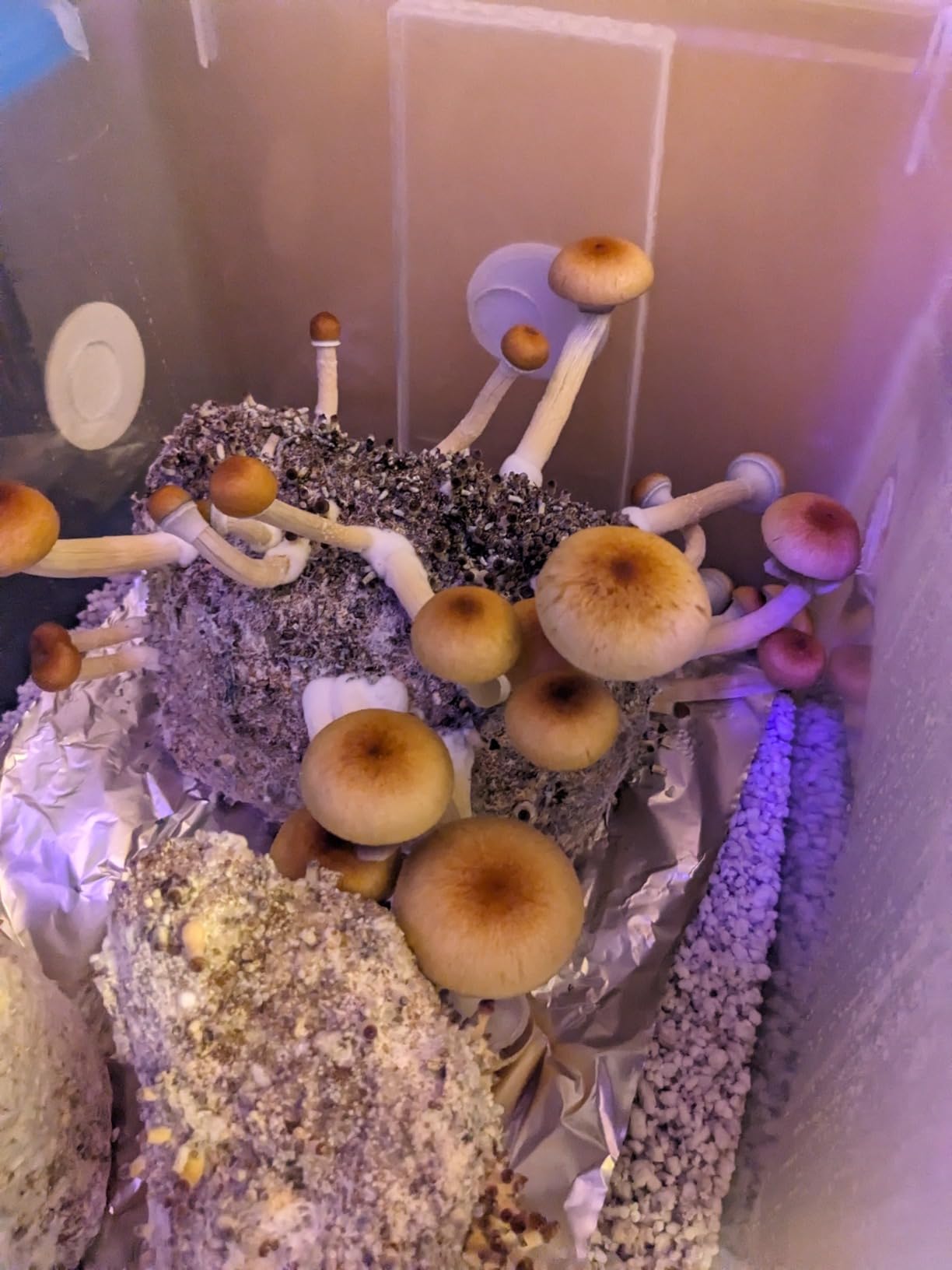 | The Magical 5lb All-in-One Mushroom Grow Bag | Mushroom Grow Kit | Harvest Your own Happiness | Discover the Magic of Growing Mushrooms - 5lb Grow Bag Mushroom Starter Kit customer photo 2