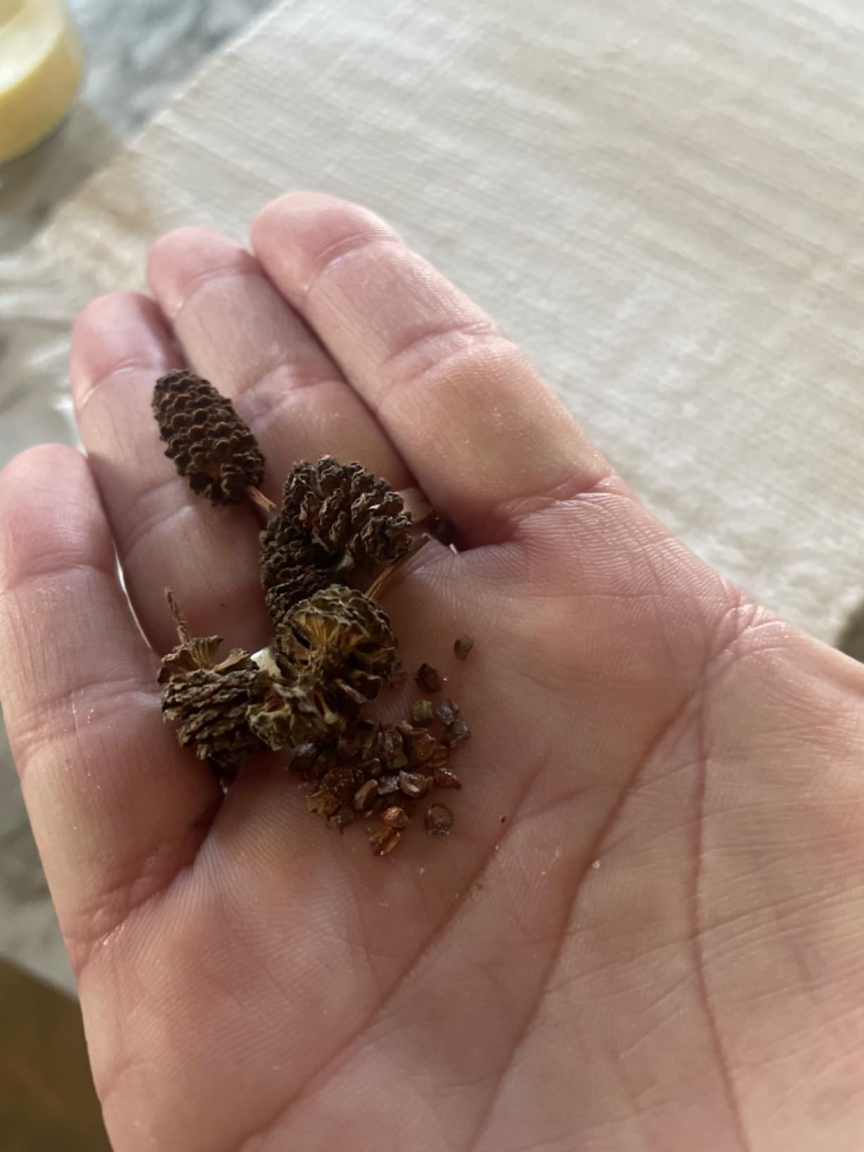 Liquid Gardens Alder Cones, 25 Pieces - Aquarium Botanicals, Tannins for Betta Fish, Alder Cones Aquarium, Fresh Water Shrimp Accessories customer photo 1
