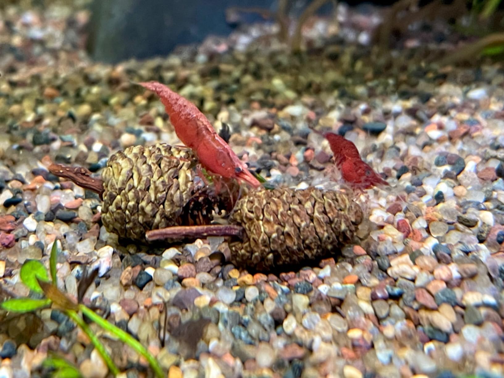 Liquid Gardens Alder Cones, 25 Pieces - Aquarium Botanicals, Tannins for Betta Fish, Alder Cones Aquarium, Fresh Water Shrimp Accessories customer photo 2
