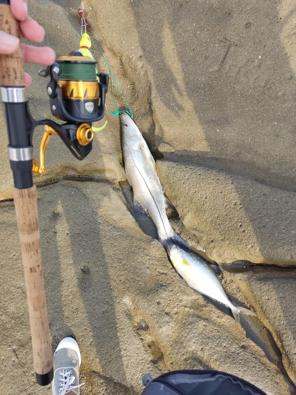 Okuma Celilo Salmon and Steelhead Lightweight Graphite Rods, CE-S-862Mb, Black customer photo 1
