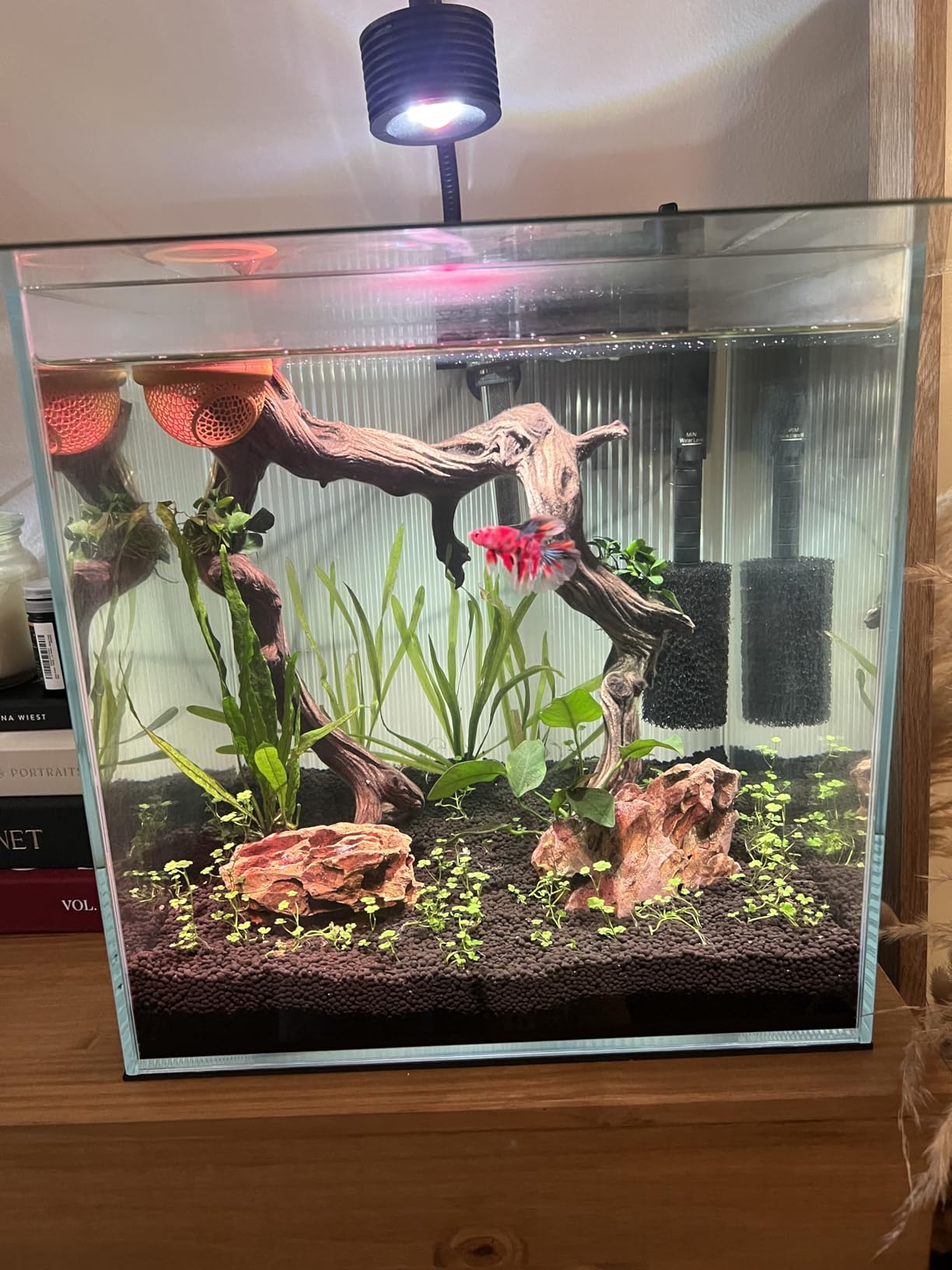 LYPHARD AQUARIUMS 9.5 Gallon Rimless Aquarium, Ultra Clear Glass Low Iron Small Fish Tank for Betta, L15.7×W11.8×H11.8 Inches Thickness 5mm with EVA Foam Mat Included customer photo 1