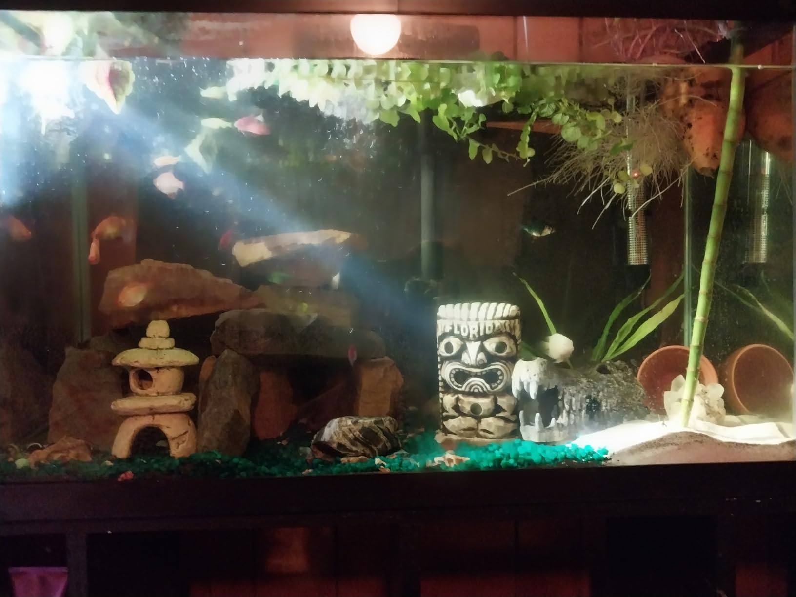 3 Aquatic Plants Bundle | Live Plants for Freshwater Aquariums (3 X Microsorum Java Fern Plants) customer photo 1