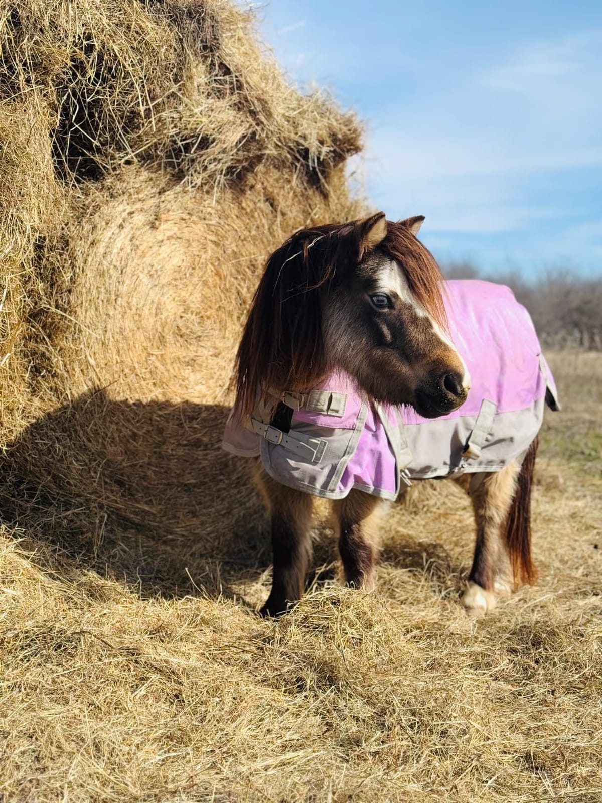 1200D Mini Horse/Pony Blanket 0g No-Fill Waterproof Turnout Sheet customer photo 1