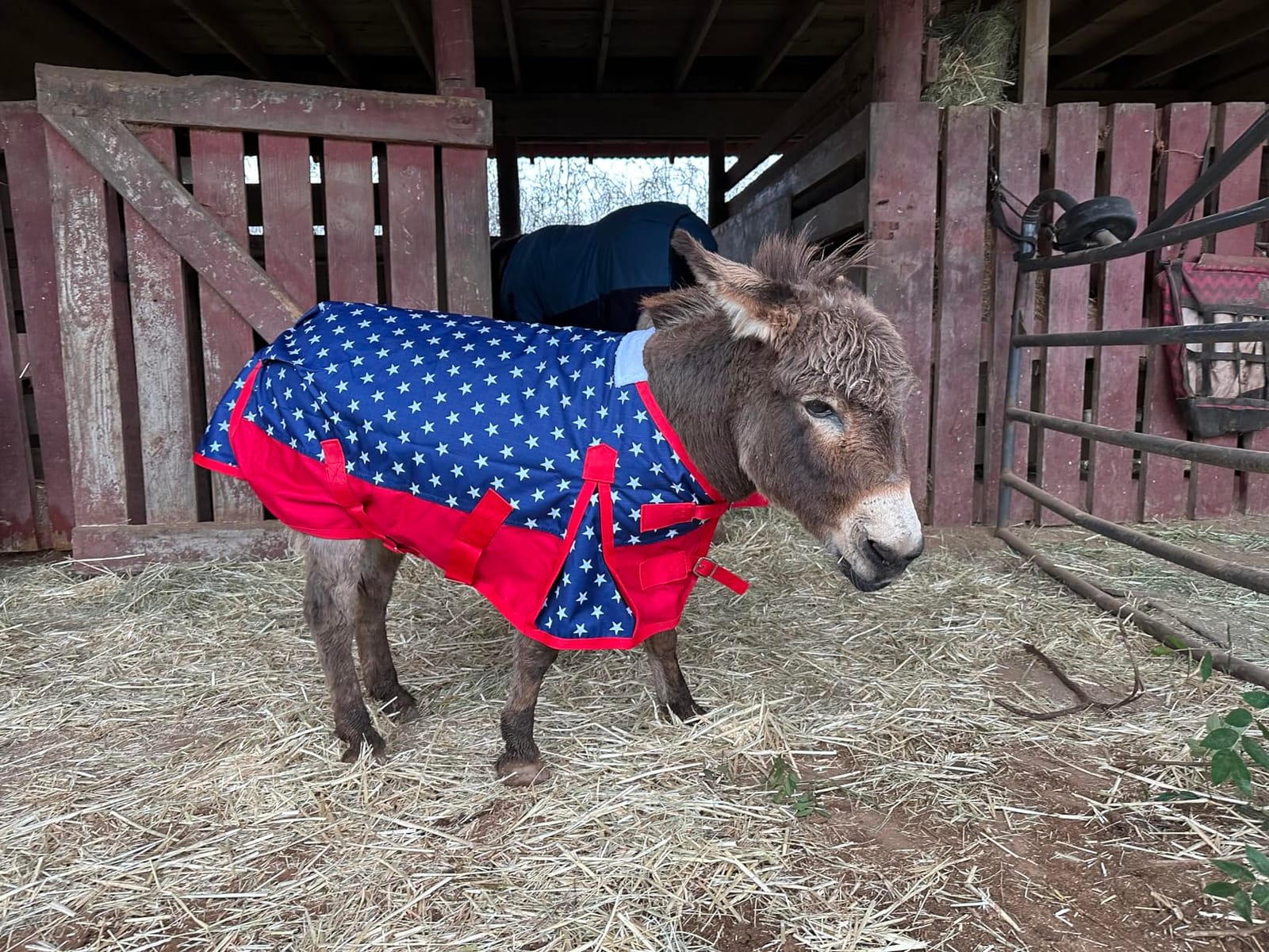 1200D Mini Horse/Pony Blanket 0g No-Fill Waterproof Turnout Sheet customer photo 2