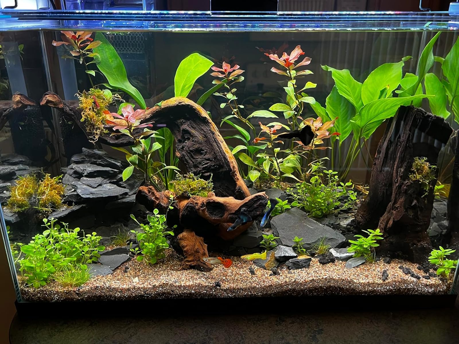 Aqua Natural Aquarium Substrate, Delta Sand, 10lb customer photo 2
