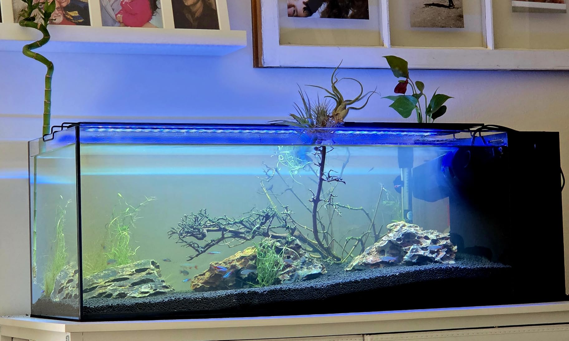 Ultum Nature Systems Dual AIO - Freshwater/Saltwater Compatible All in One Rimless Tank with Triple Chamber Filtration System, Integrated Filter Aquarium w/Leveling Mat - 17 Gallon, 40A, Black customer photo 2