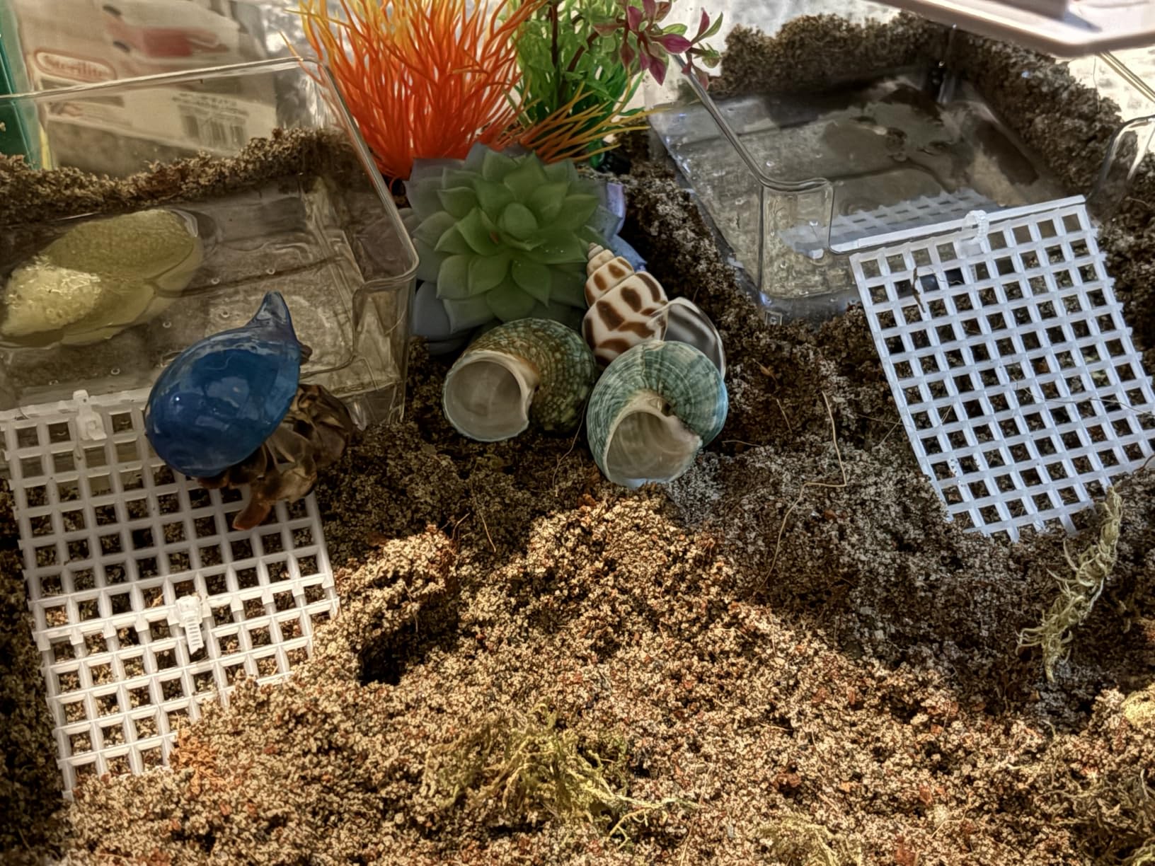 2 Pack Hermit Crab Water Tank, Cage Accessories With Climbing Ramp, Aquarium Salt Water Pool for Small or Medium Habitat Home Transparent customer photo 2
