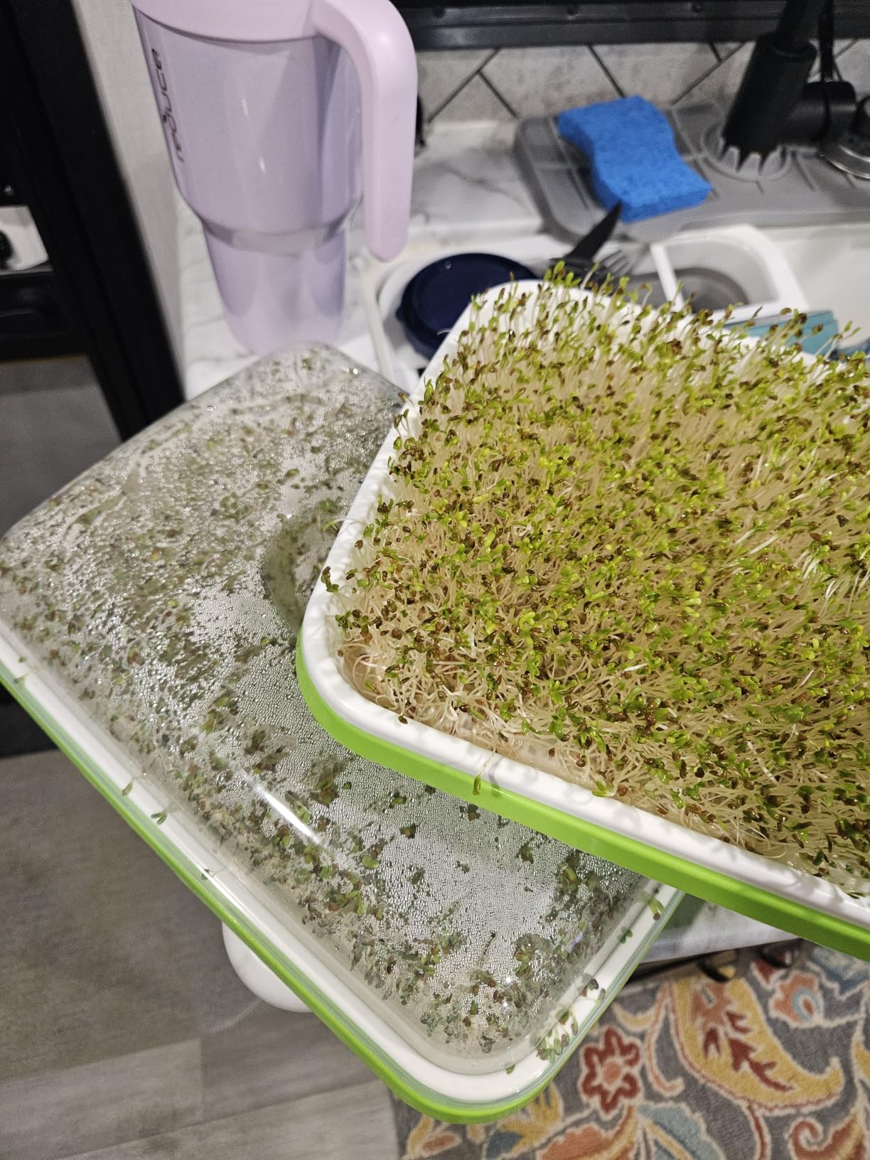 12 Pack Green Seed Sprouter Trays with Lid, Soil-Free Cultivation Germination Tray, Fodder Sprouting Trays Nursery Tray with Planting Paper for Indoors Outdoors customer photo 2