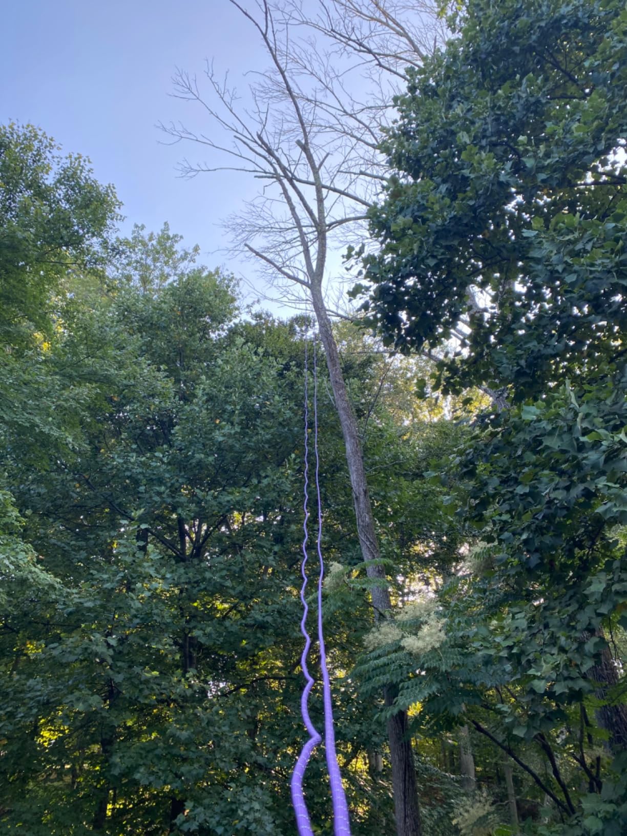 1/2 in x 150 ft Polyester Arborist Rigging Rope, Black Braided Tree Climbing Rope 48 Strands for Farm Work and Swinging customer photo 2