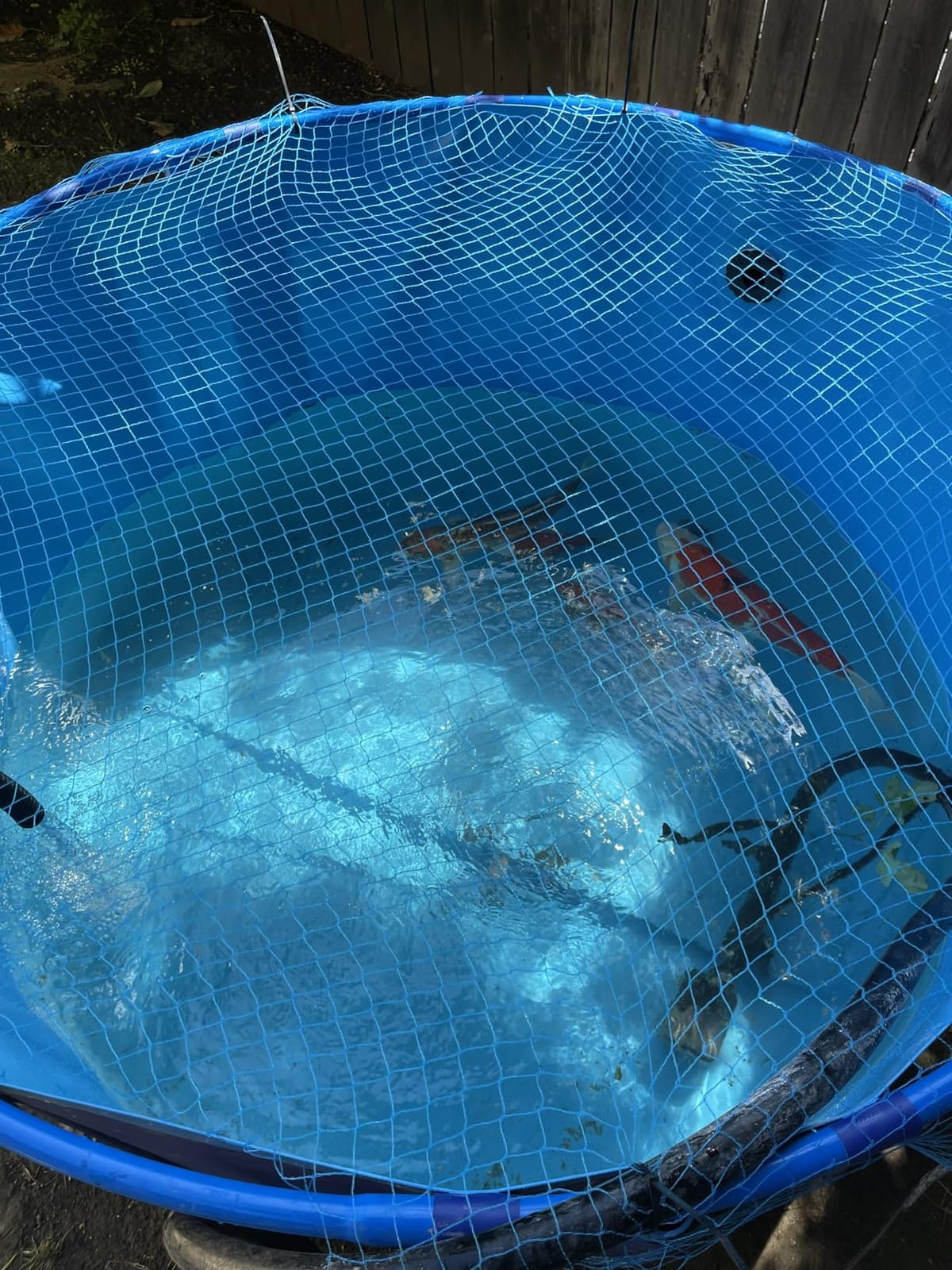 Circular Collapsible Canvas Fish Pool-Large Durable Plastic Pond customer photo 1