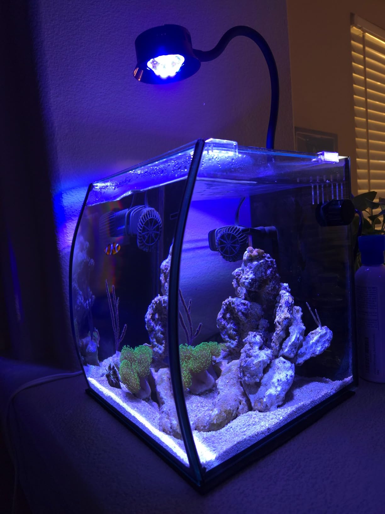 Aquatop 13.5 Gallon Bow Front Glass Aquarium Kit with Filter and LED Lighting - All in One Desktop Fish Tank, Ideal for Freshwater and Saltwater, BFK-13 customer photo 1