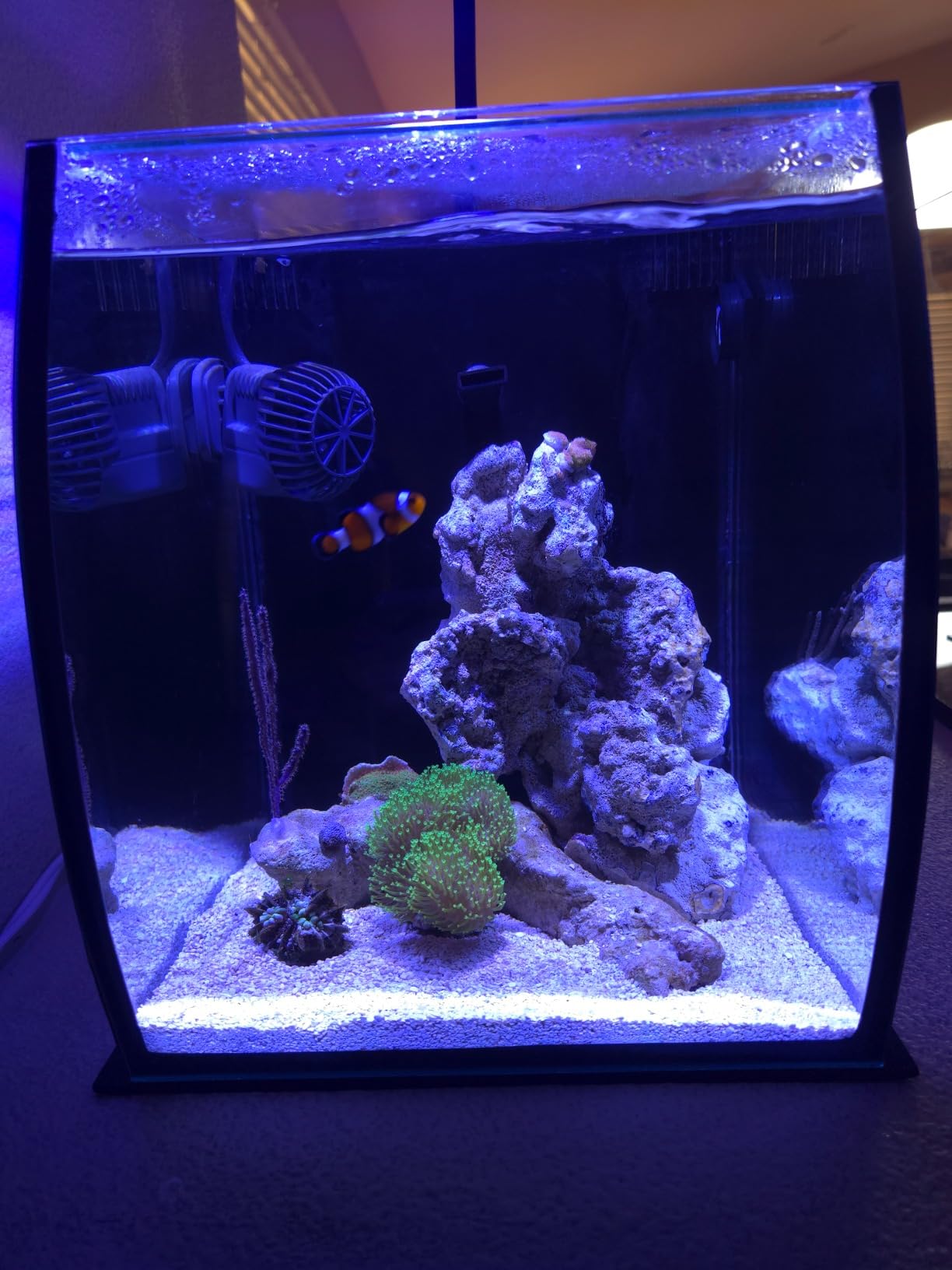 Aquatop 8.6 Gallon Bow Front Glass Aquarium Kit with Filter and LED Lighting - All in One Desktop Fish Tank, Ideal for Freshwater and Saltwater, BFK-08 customer photo 1