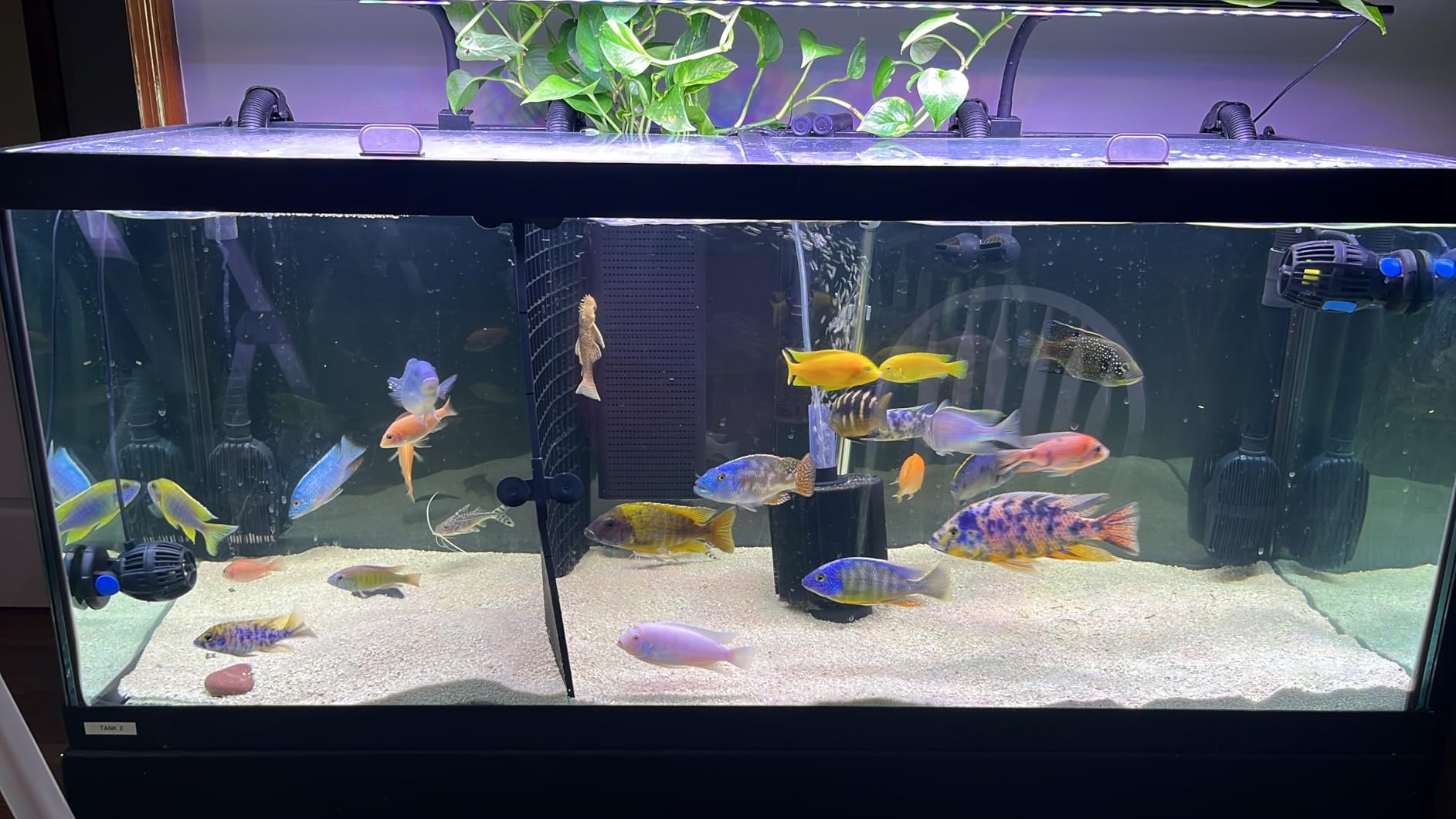 8pcs Fish Tank Divider with 10 pcs Suction Cups DIY Adjustable Aquarium Divider Filter Bottom Fish Tank Isolation Board Egg Crate customer photo 2
