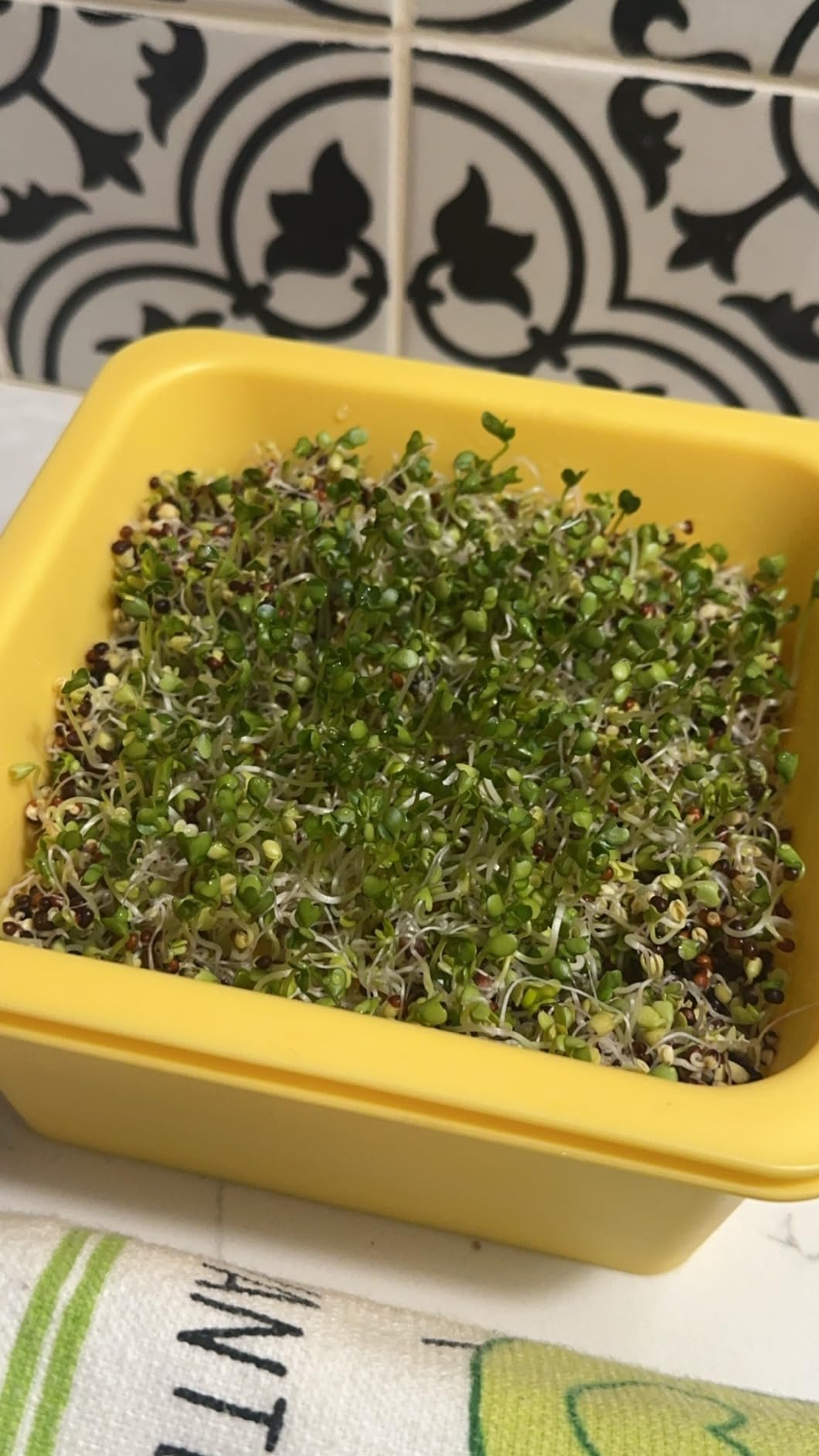 Microgreen Growing Trays, 5