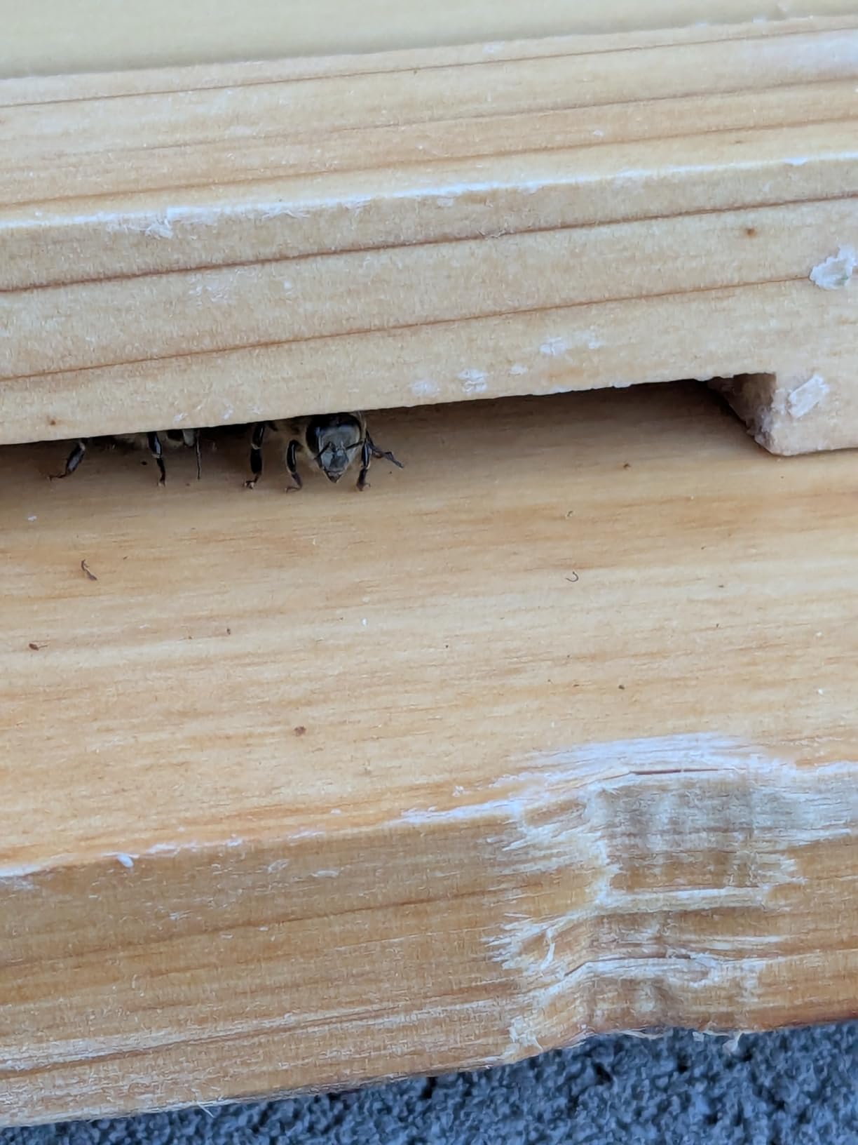 3-Layer Bee Hive Beehive Kit Langstroth Bee Hives customer photo 2