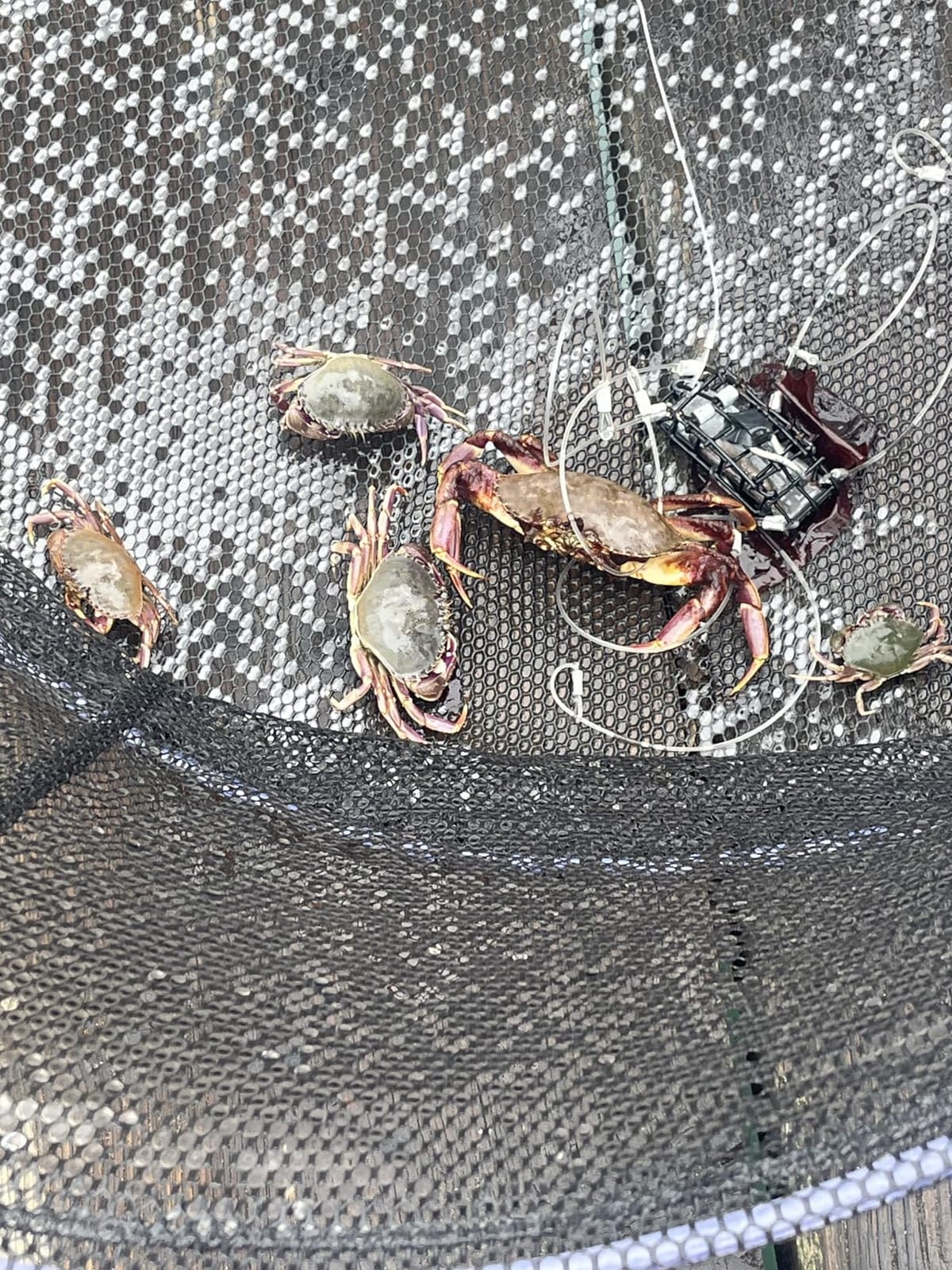 Drasry Fishing Net Trap for Crayfish Crab Bait Minnow Shrimp Foldable Fish Crawdad Lobsters Cast Net Collapsible customer photo 1
