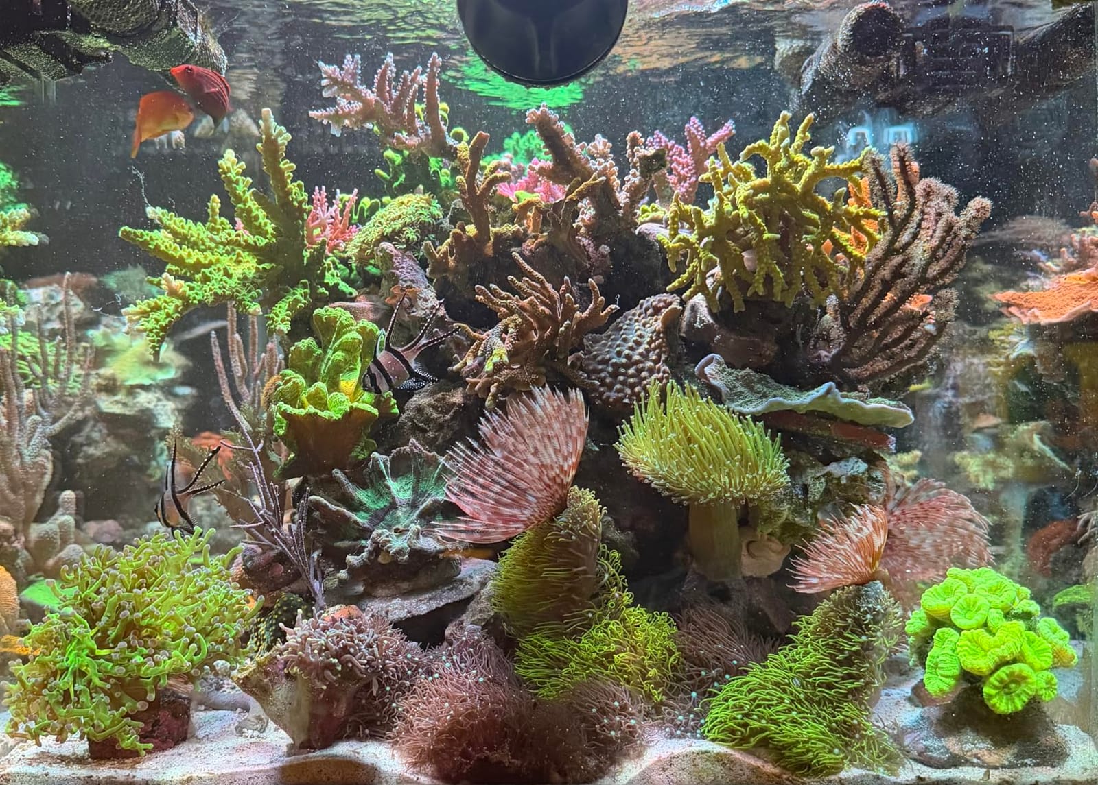 NICREW HyperReef 200 Gen 2 LED Reef Aquarium Light, 200W for LPS SPS Corals customer photo 2