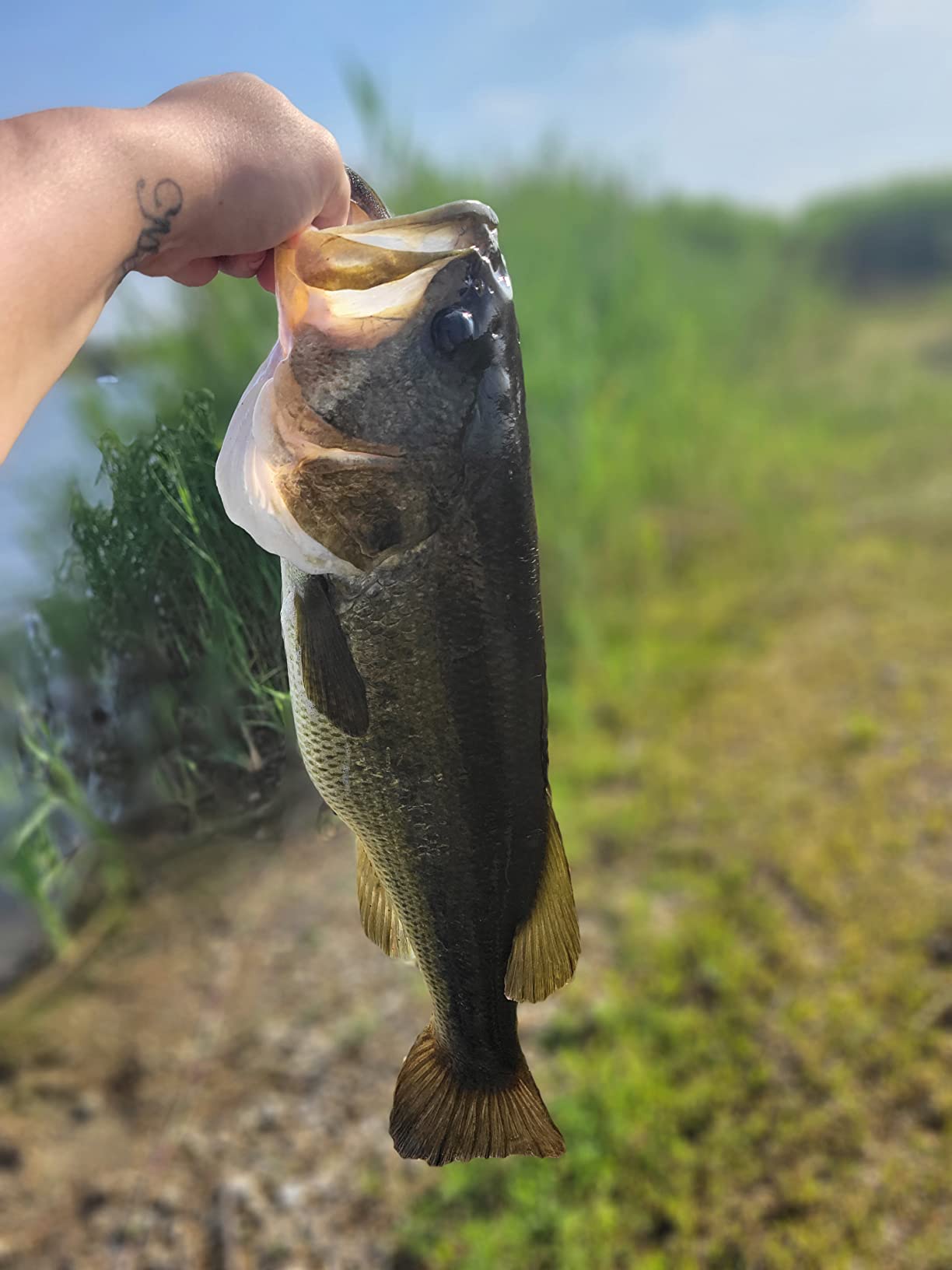 TRUSCEND Shadtale Easy Catch Soft Fishing Lures, Unique Vibration and Action for Various Rigs, Paddle Tail Swimbaits Trailer for Bass, Trout, Crappie, Walleye, Redfish, Saltwater & Freshwater Fishing customer photo 1