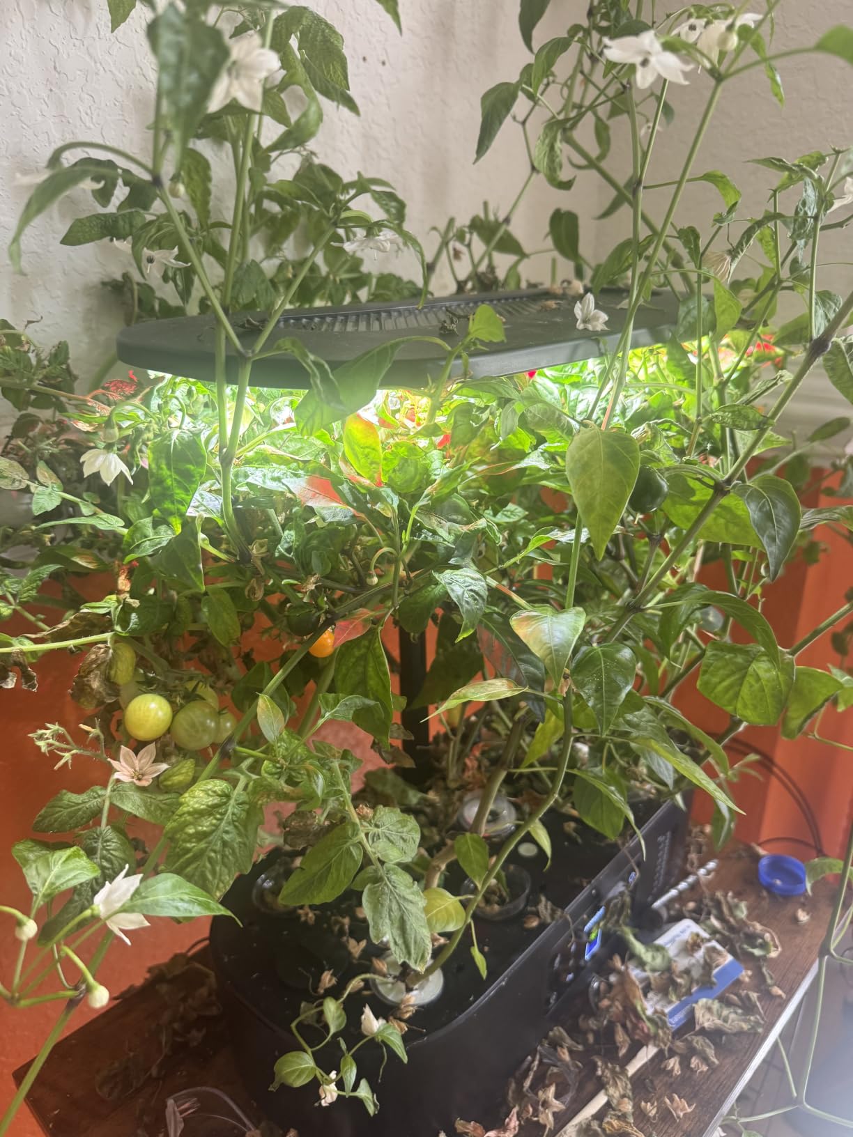 Ahopegarden Hydroponics Growing System Kit: 12 Pods with LCD Control Panel customer photo 1