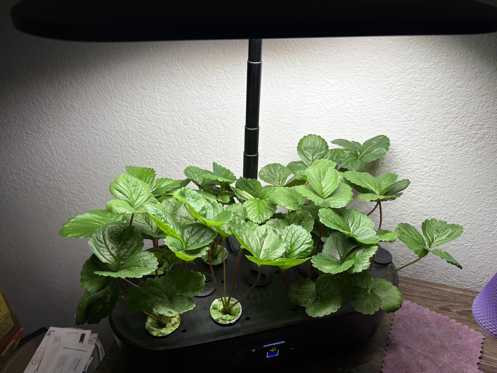 Ahopegarden Hydroponics Growing System Kit: 12 Pods with LCD Control Panel customer photo 2