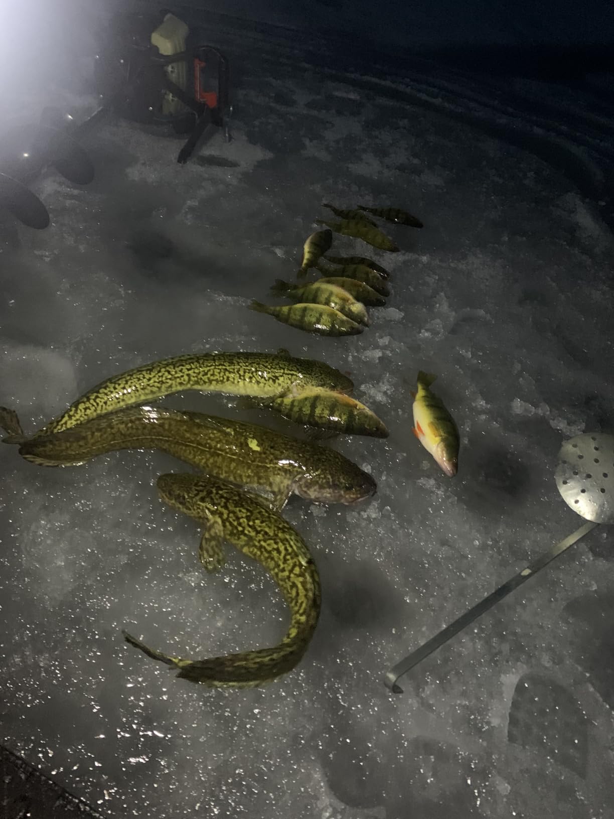 Northland Tackle Ice Fishing Thumper Spoon, Stamped Brass Flutter Spoon Ice Fishing Lure for Walleye, Crappie, & More, 10 Colors, 1/16 Oz, 1/8 Oz, 3/16 Oz, ¼ Oz Lure Sizes customer photo 1