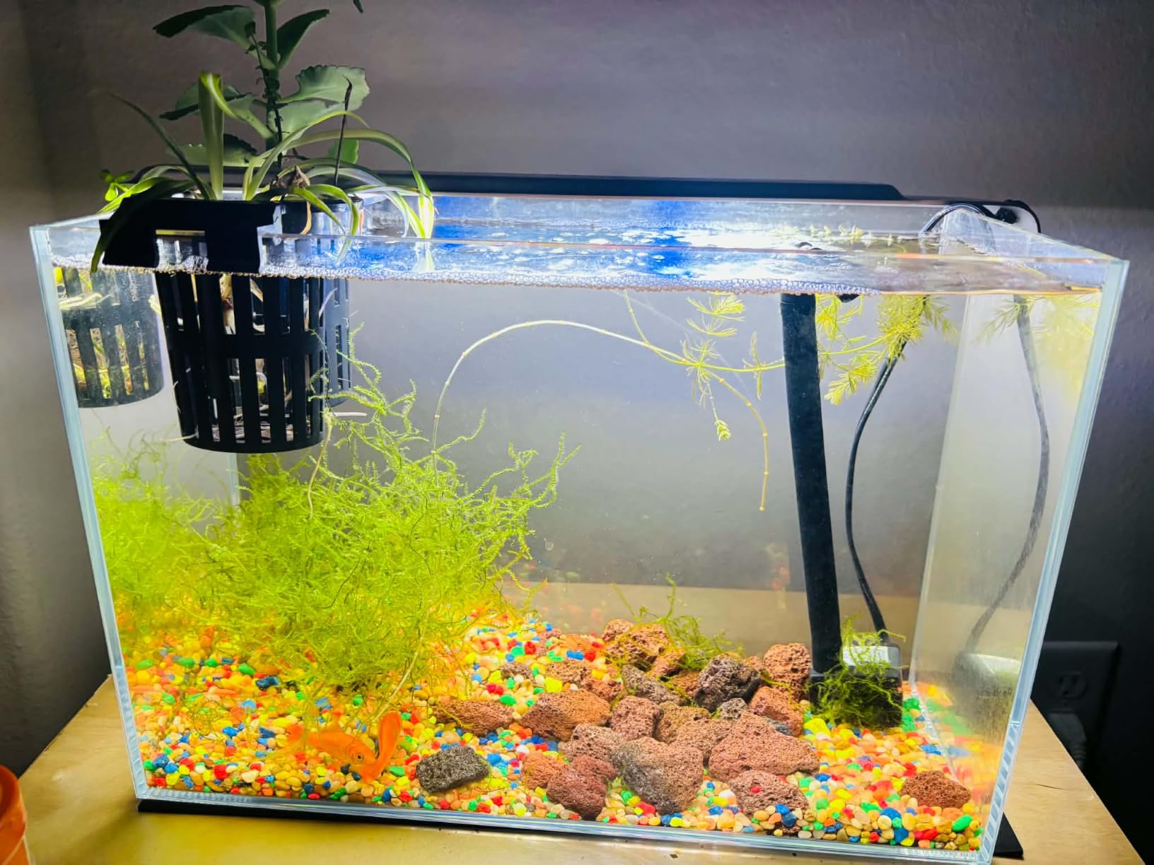 Vimvins 3 Gallon Glass Fish Tank, Easy to Maintain Small Aquarium for Betta/Goldfish/Snails/Shrimp and Aquatic Planting. customer photo 2