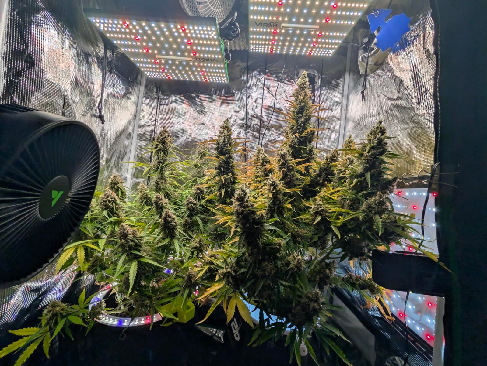 70 Watt Grow Light, Dimmable Plant Light, LED Grow Lights for Indoor Plants | VIPARSPECTRA P700 Full Spectrum Growing Lamp Seed Starting Seedlings Vegetable, 11000 Lumens Small Hanging for 2x2 Grow Tent customer photo 1