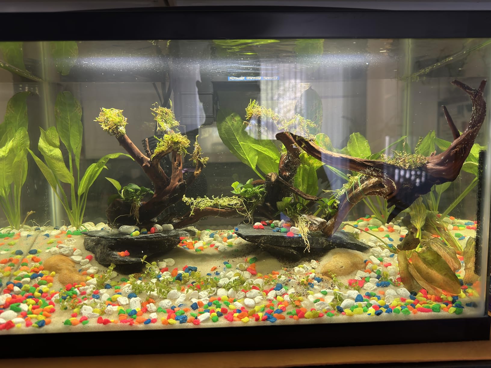 Aqueon Aquarium Starter Kit with Smart Clean Filtration and LED Lighting, Freshwater and Saltwater Fish, Perfect for Tetras, Guppies, Platies, 10-Gallon customer photo 1