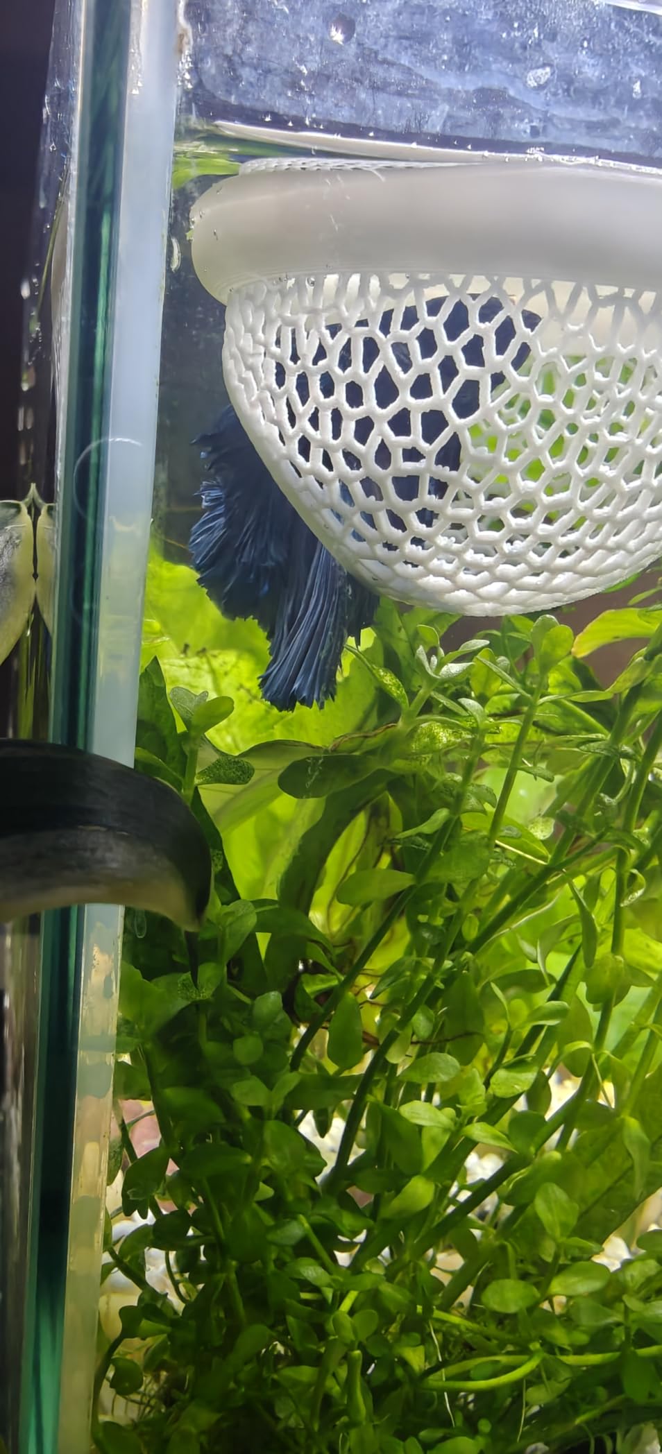 Floating Betta Hide & Shrimp Cave – All-in-One Aquarium Hammock, Feeder, and Safe Resting Spot for Stress-Free Fish Tanks customer photo 1