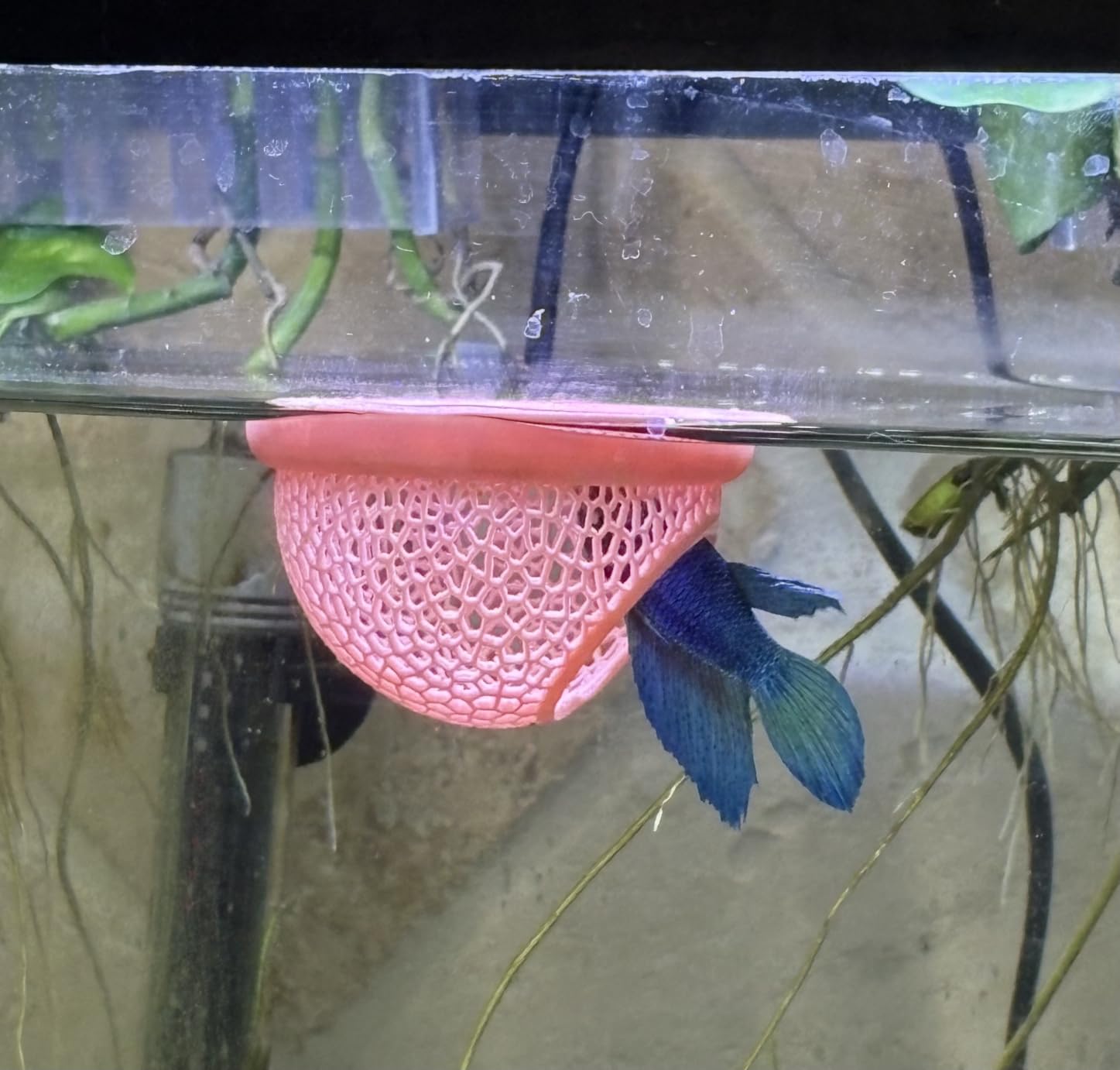 Floating Betta Hide & Shrimp Cave – All-in-One Aquarium Hammock, Feeder, and Safe Resting Spot for Stress-Free Fish Tanks customer photo 2