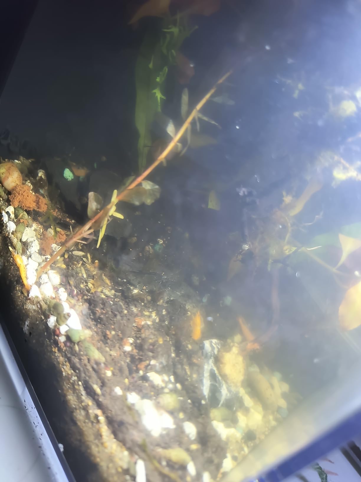 AQUANEAT Fish Tank, 1 Gallon Betta Fish Tank, Small Aquarium Kit with LED Light and Water Filter Pump customer photo 1