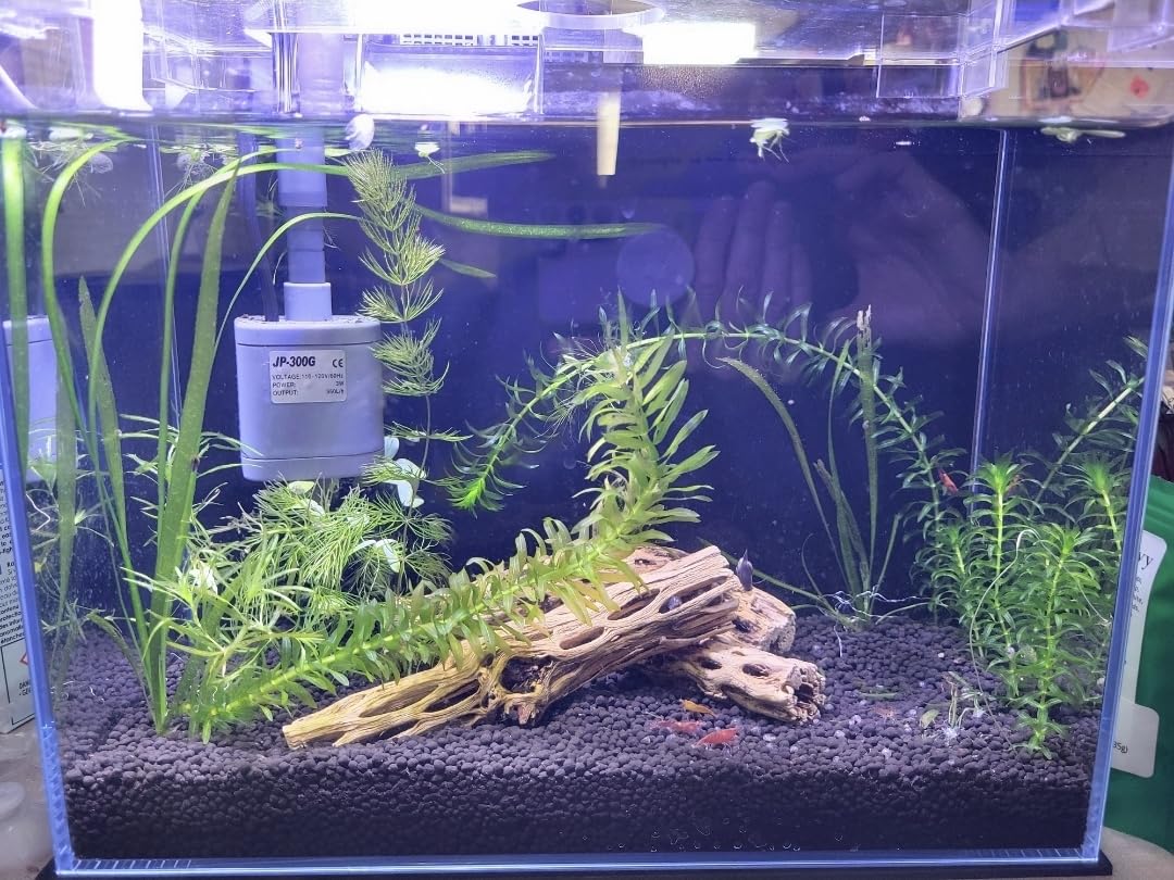 Vimvins 3 Gallon Glass Small Fish Tank, Betta Fish Tank Starter Kit with Filter, Lights,Lid. customer photo 2
