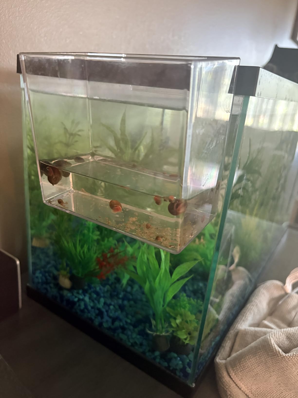 Drip Acclimation Container for Fish & Corals – Hanging Acclimation Box for Saltwater & Freshwater Aquariums, Small customer photo 2